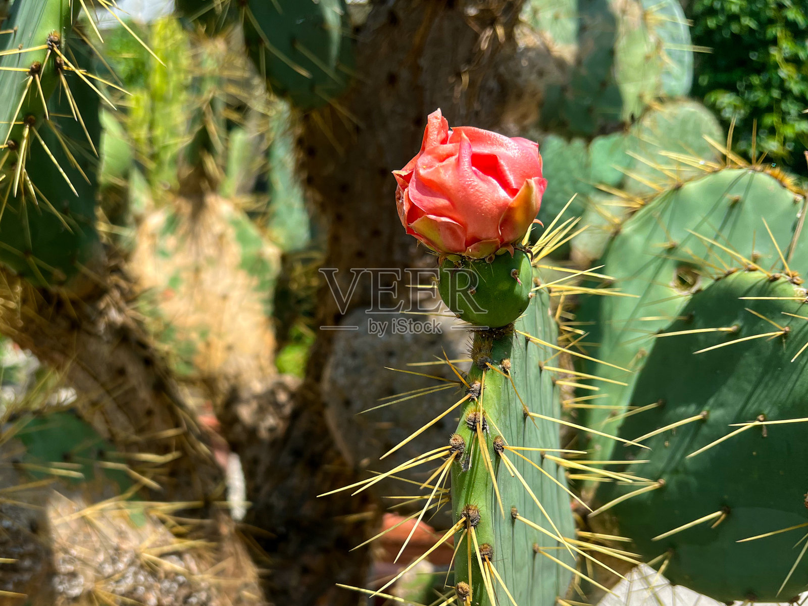 开花的多肉芽;照片摄影图片
