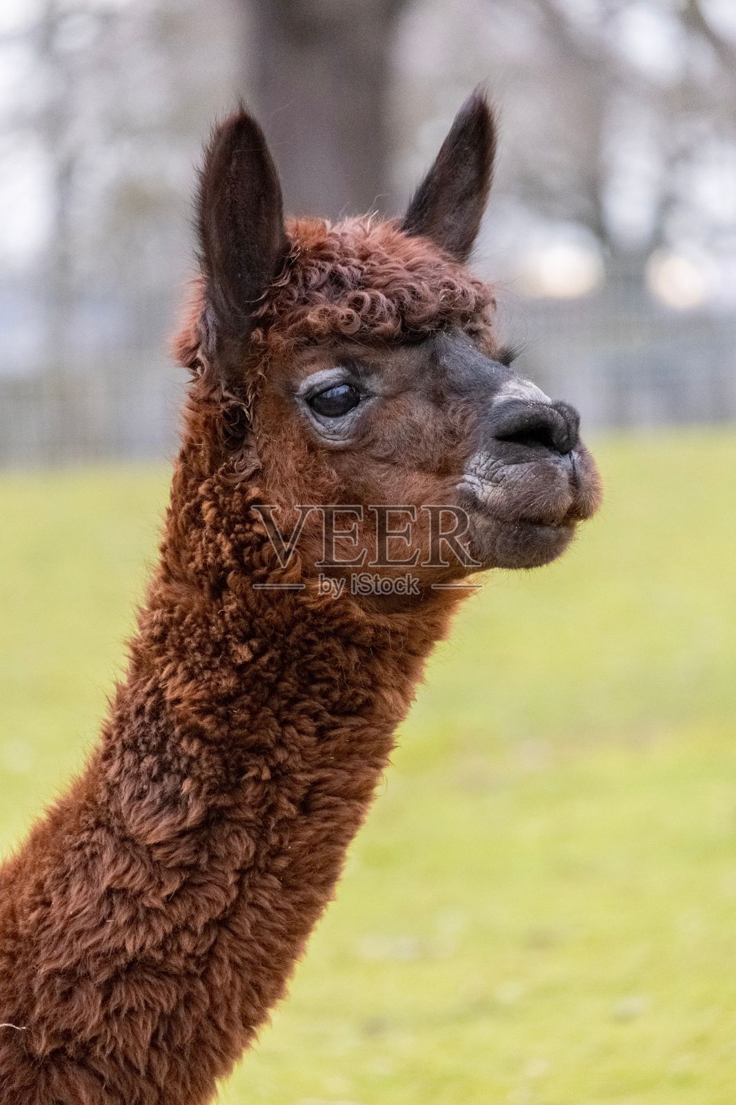 一只美洲驼站在围栏附近的草地上照片摄影图片