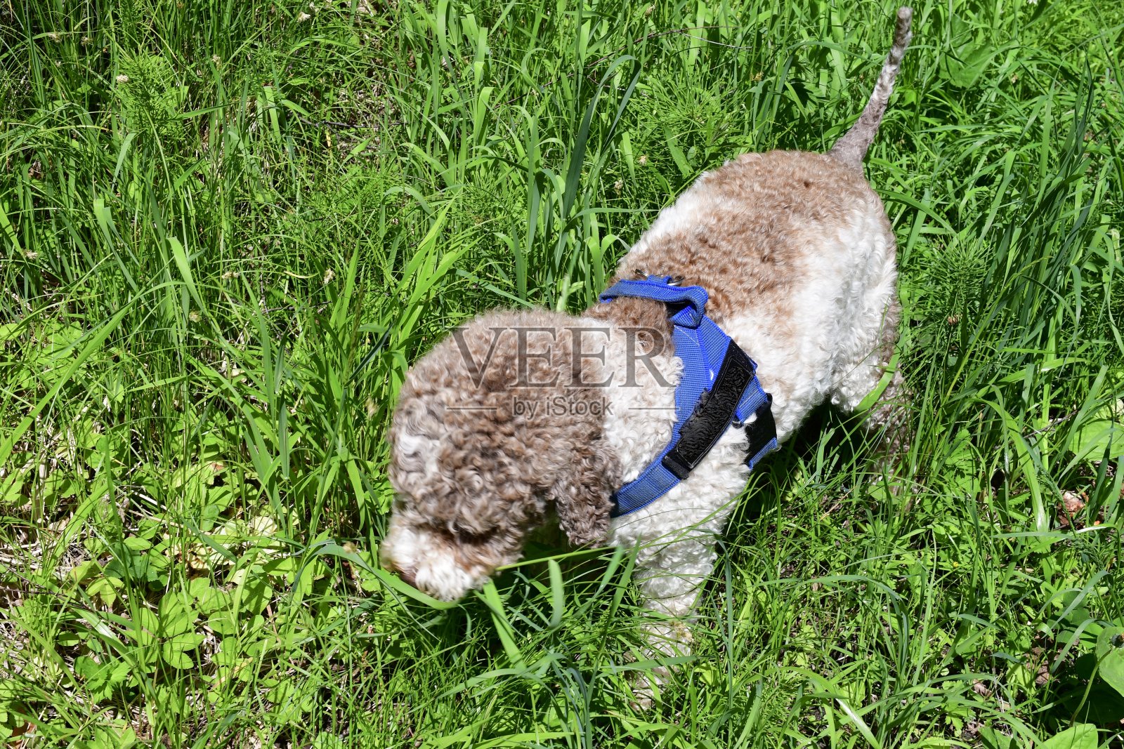 拉古托·罗马诺洛狗的肖像照片摄影图片