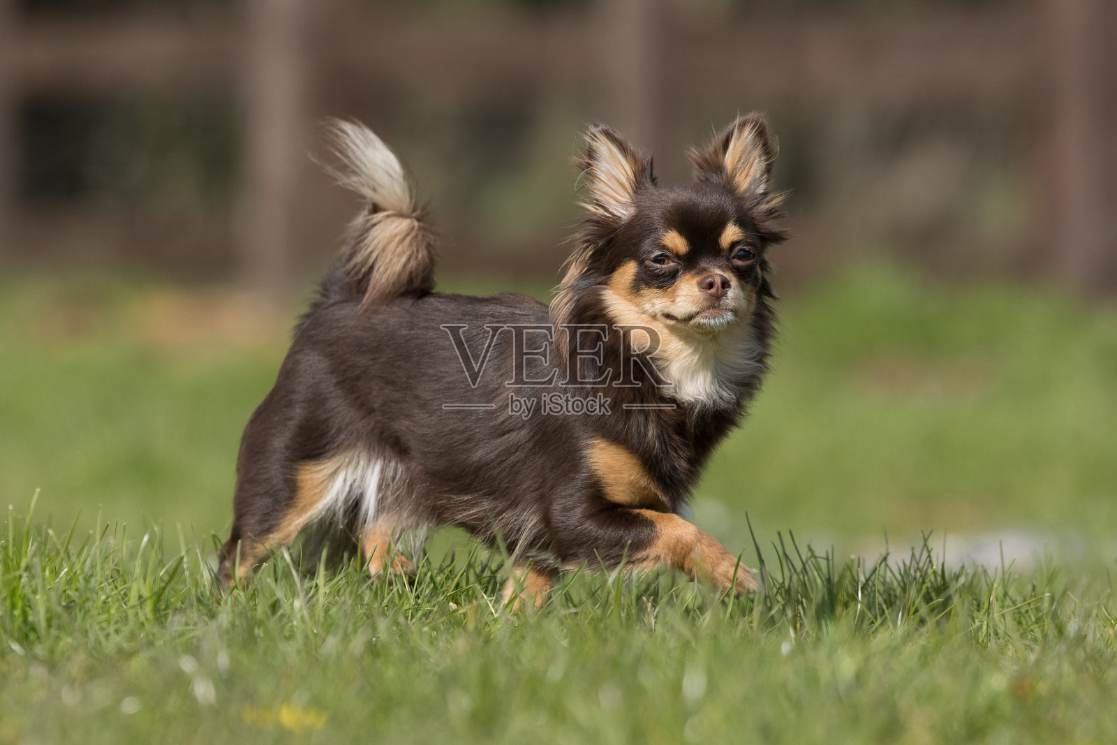 长毛吉娃娃照片摄影图片
