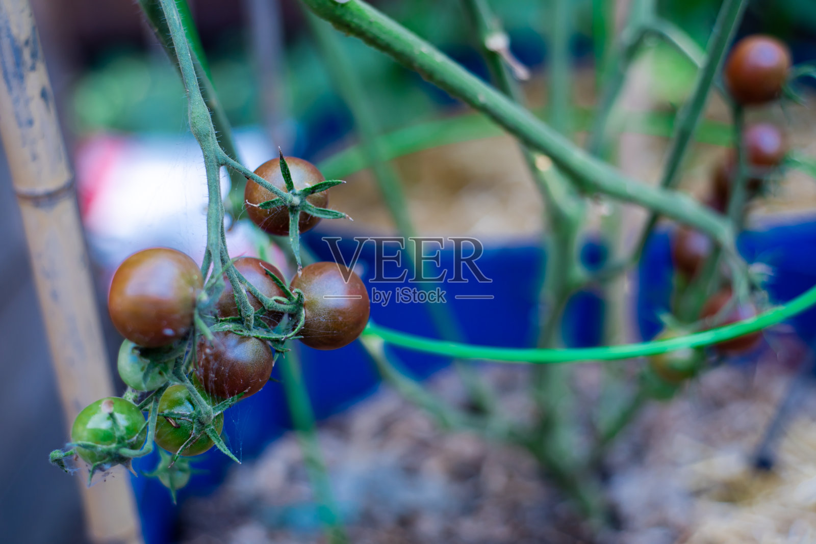在美国德克萨斯州达拉斯的家庭菜园里，用竹桩和绿色镀锌番茄笼在容器里生长的黑樱桃番茄照片摄影图片