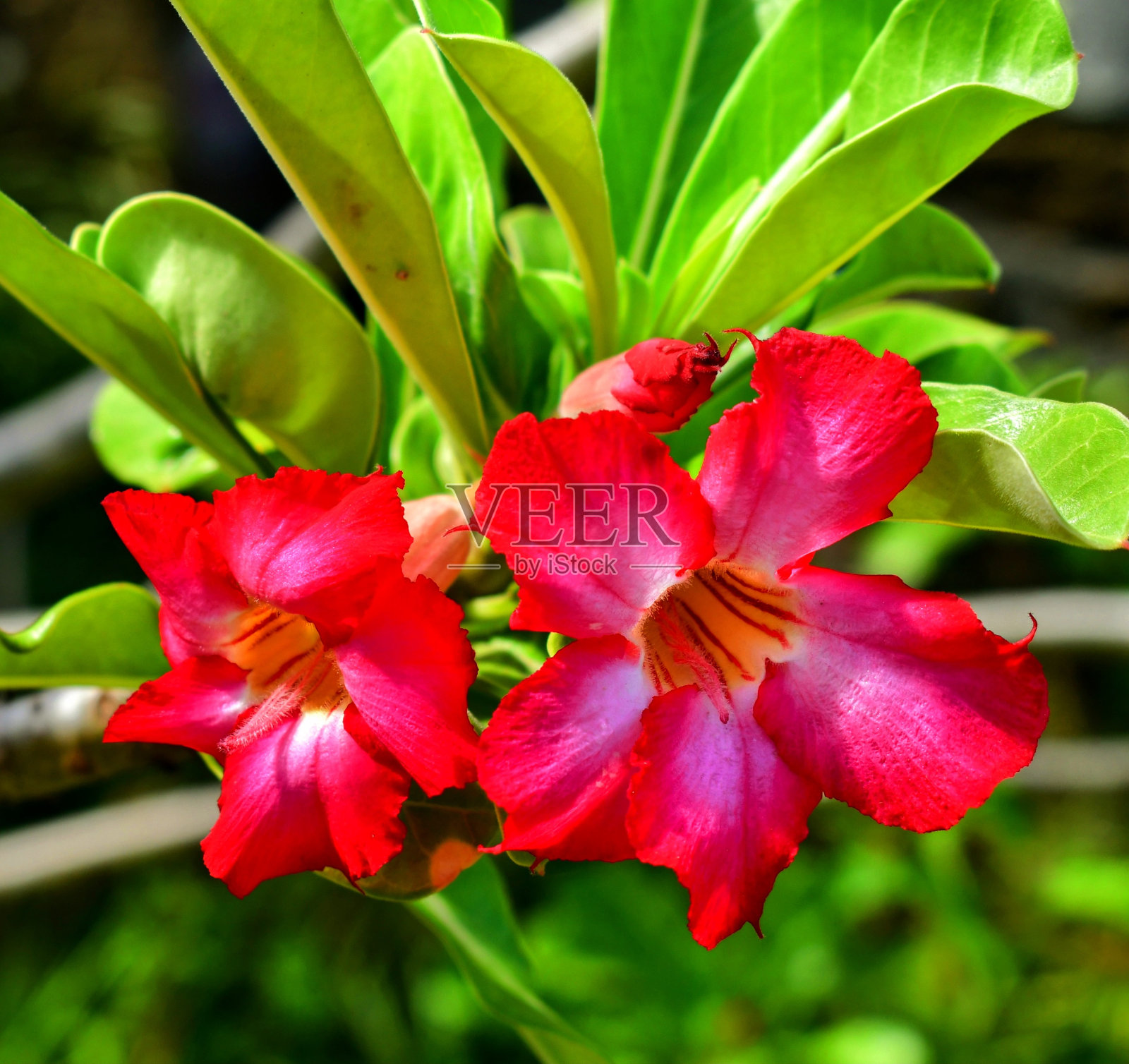 充满活力的加勒比沙漠玫瑰花照片摄影图片