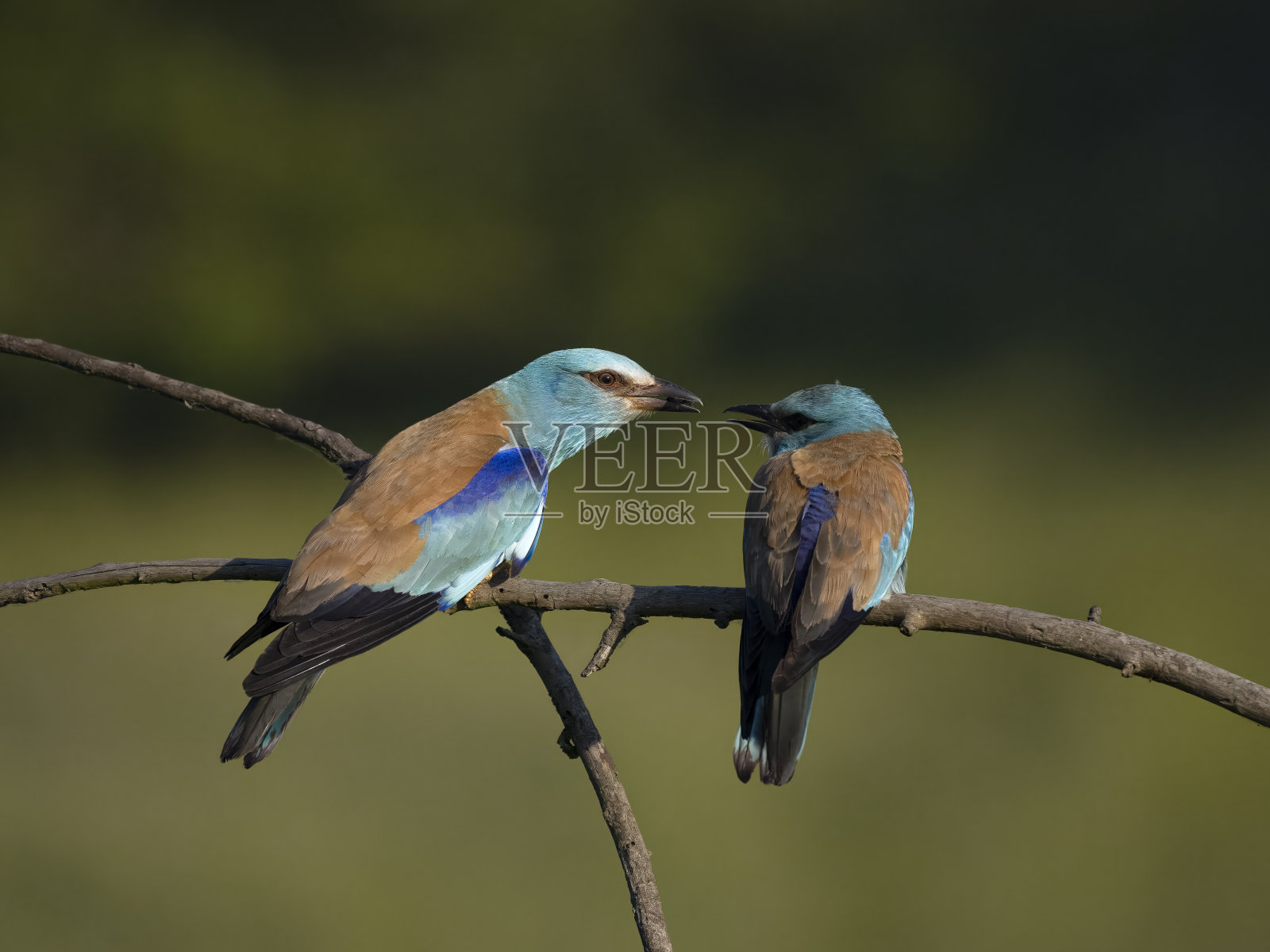 欧洲花楸，花楸属照片摄影图片
