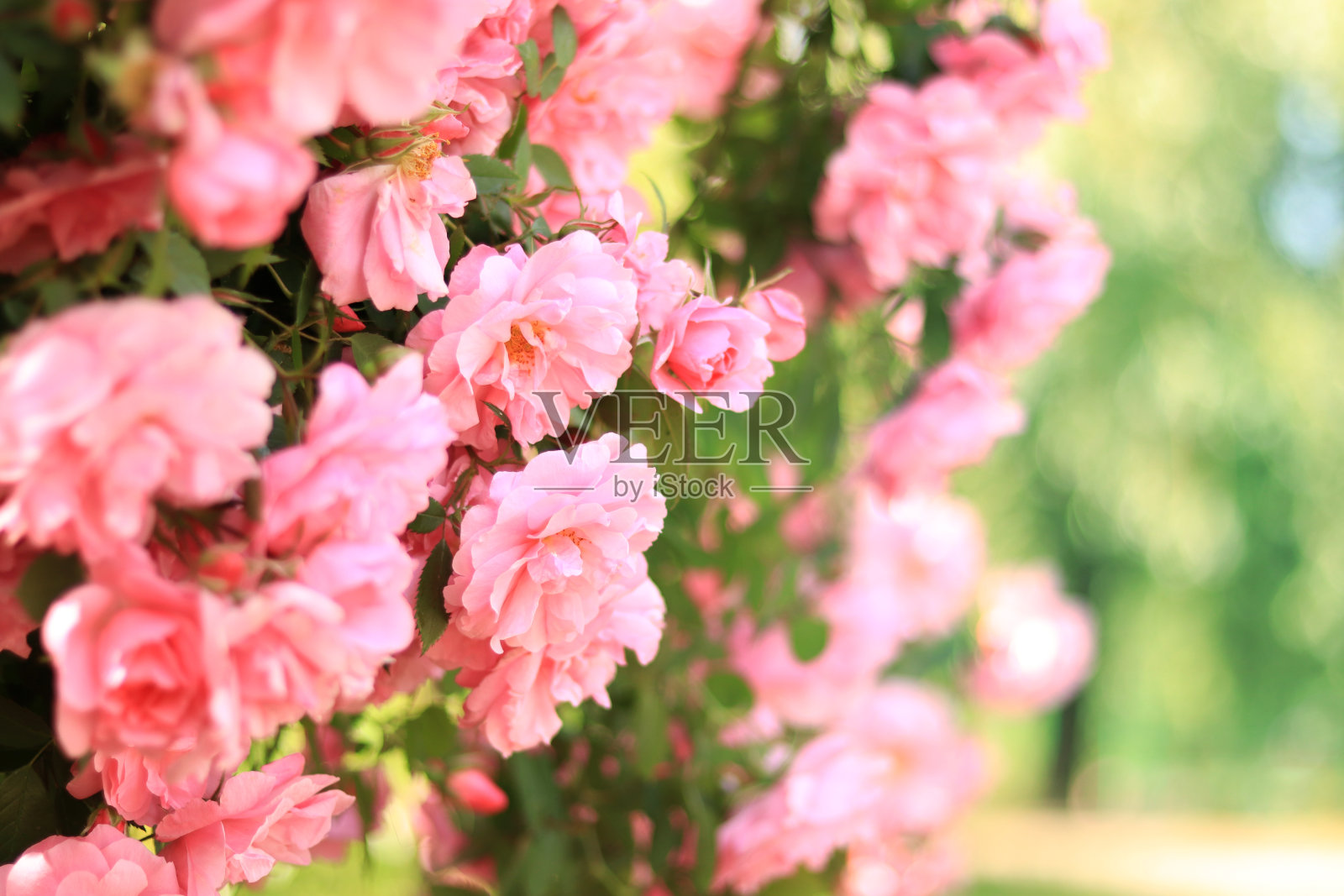 粉红玫瑰花与选择性焦点照片摄影图片