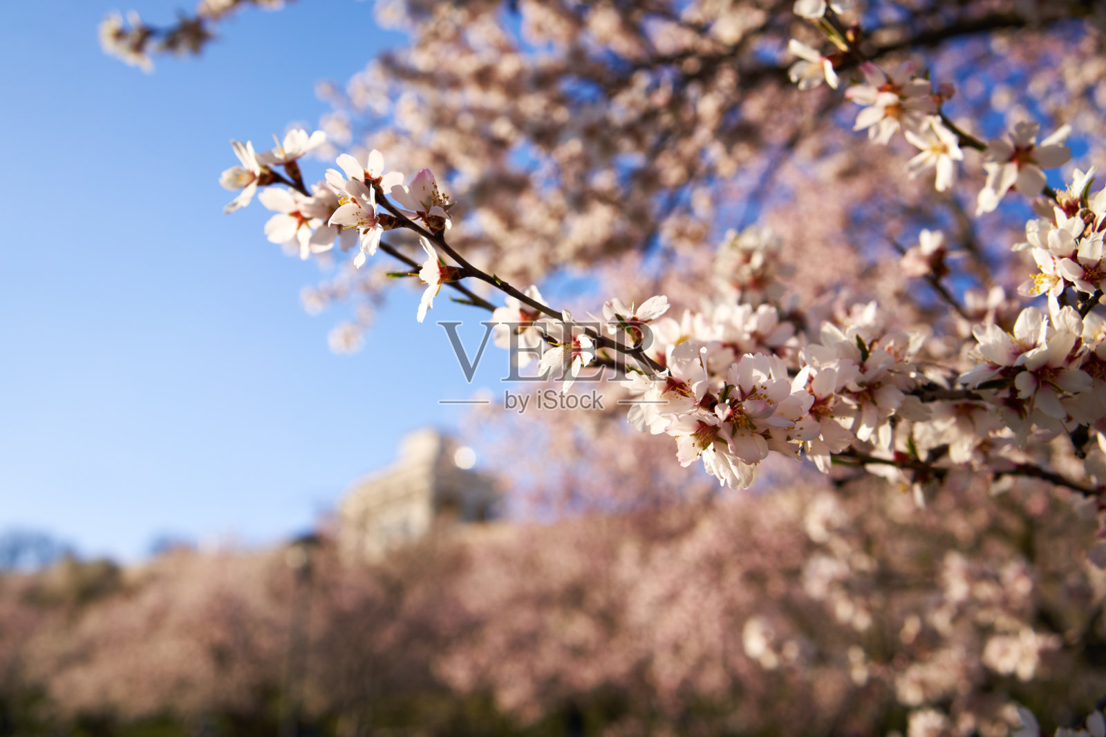 粉红色的杏树在春天的户外开花照片摄影图片