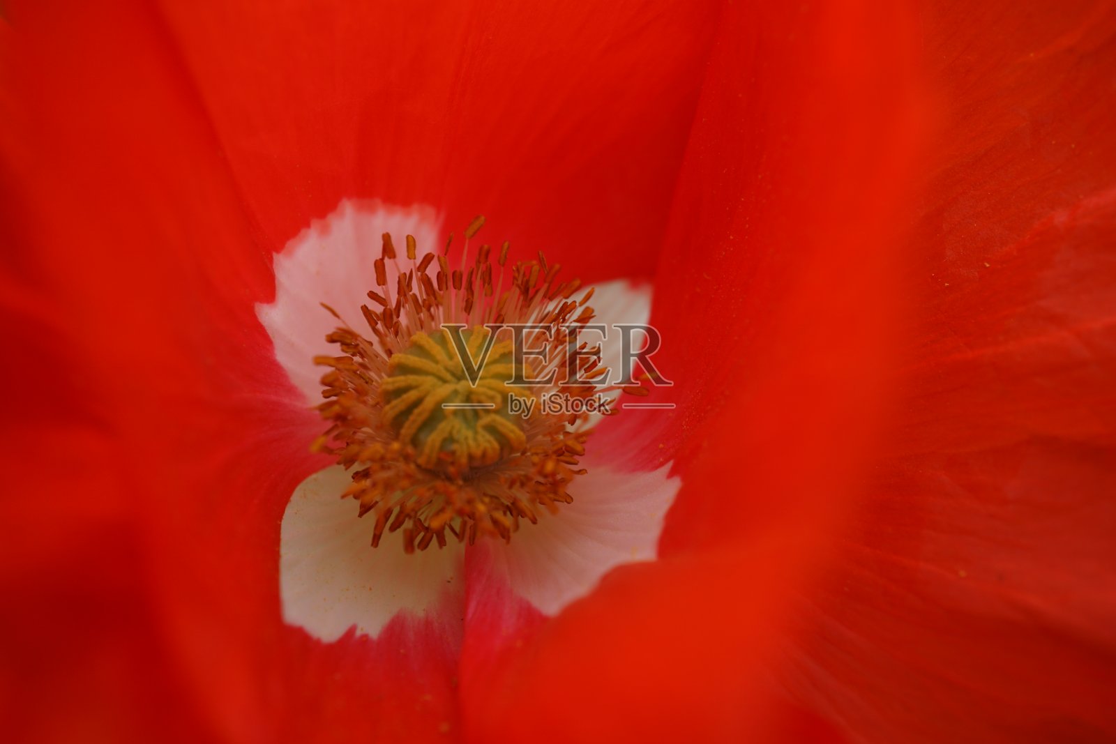 Papaver是一个属，有70-100种耐霜的一年生，二年生植物。它是罂粟科的模式属。照片摄影图片