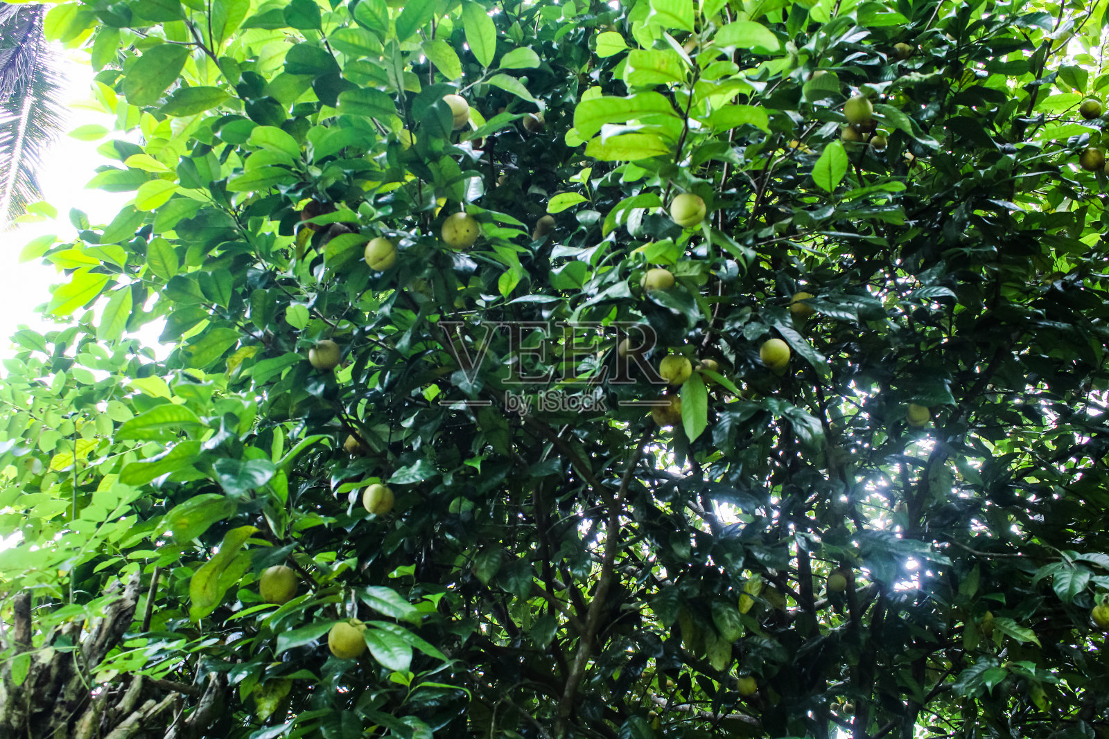 肉豆蔻挂在树上照片摄影图片