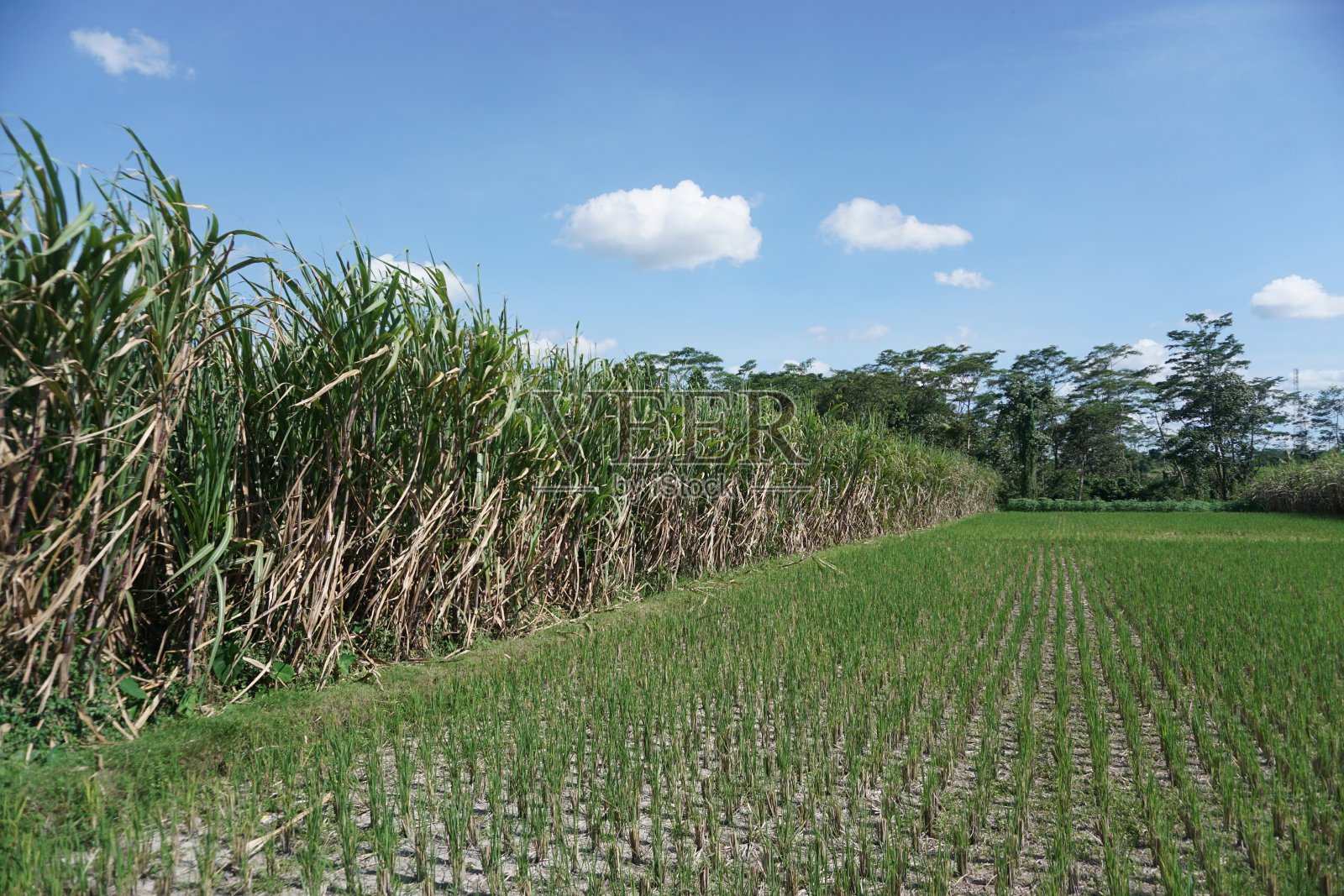 甘蔗照片摄影图片