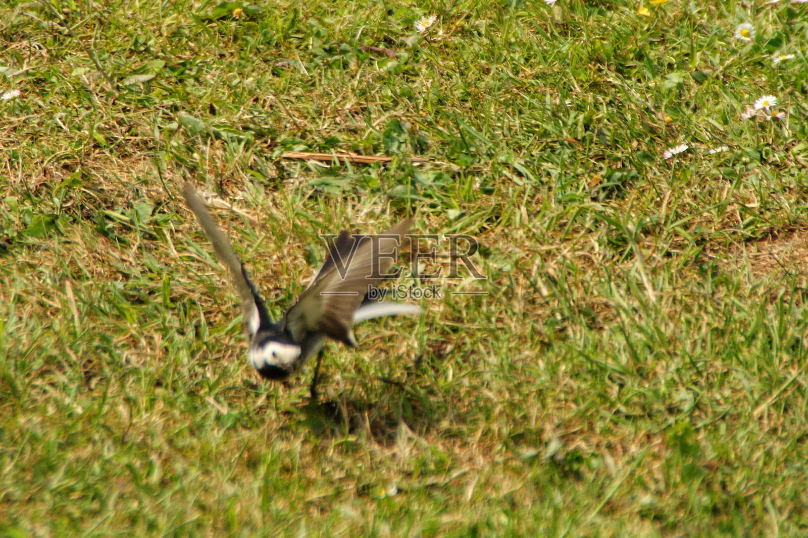 苏格兰艾尔郡的斑尾鹡鸰。照片摄影图片