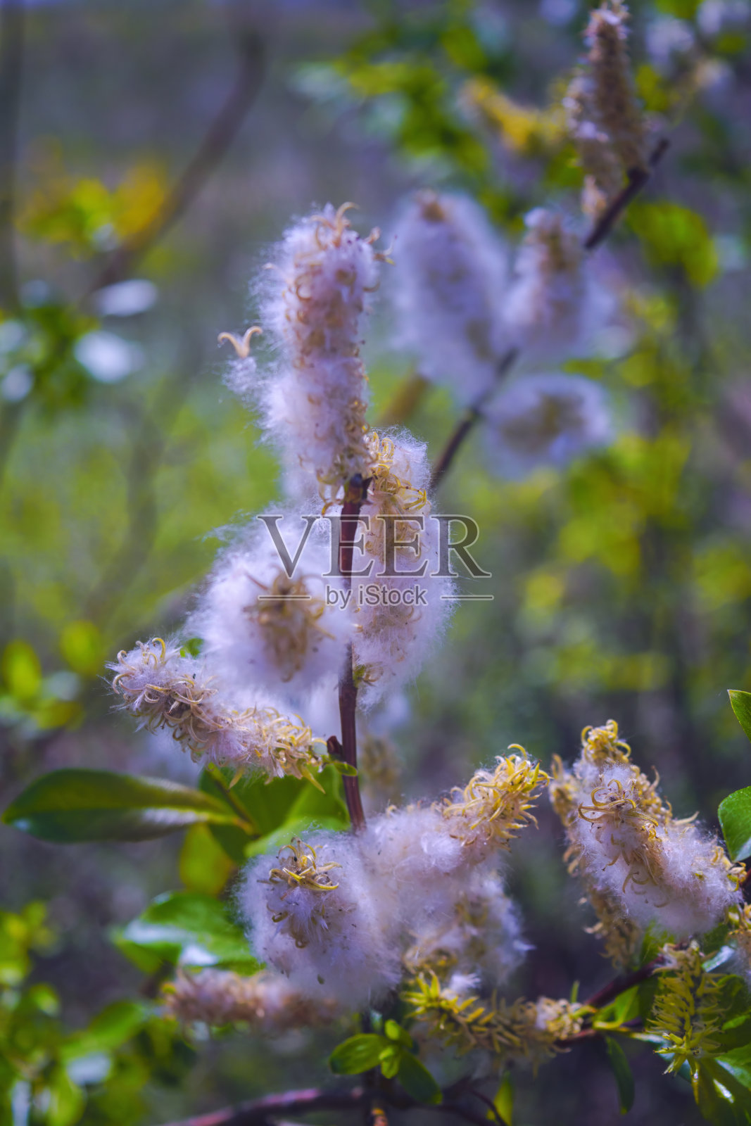 春天的柳枝上点缀着一些柳猫，映衬着灰色的大自然。照片摄影图片