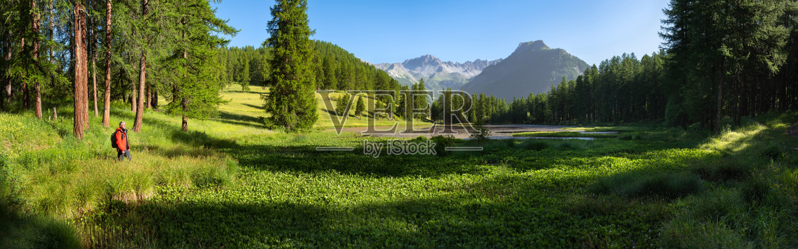夏天，在奎拉斯自然公园的洛伊湖(Lac de Roue)，徒步旅行者看着落叶松森林(全景)。阿尔维奥，上阿尔卑斯，法国阿尔卑斯山，法国照片摄影图片