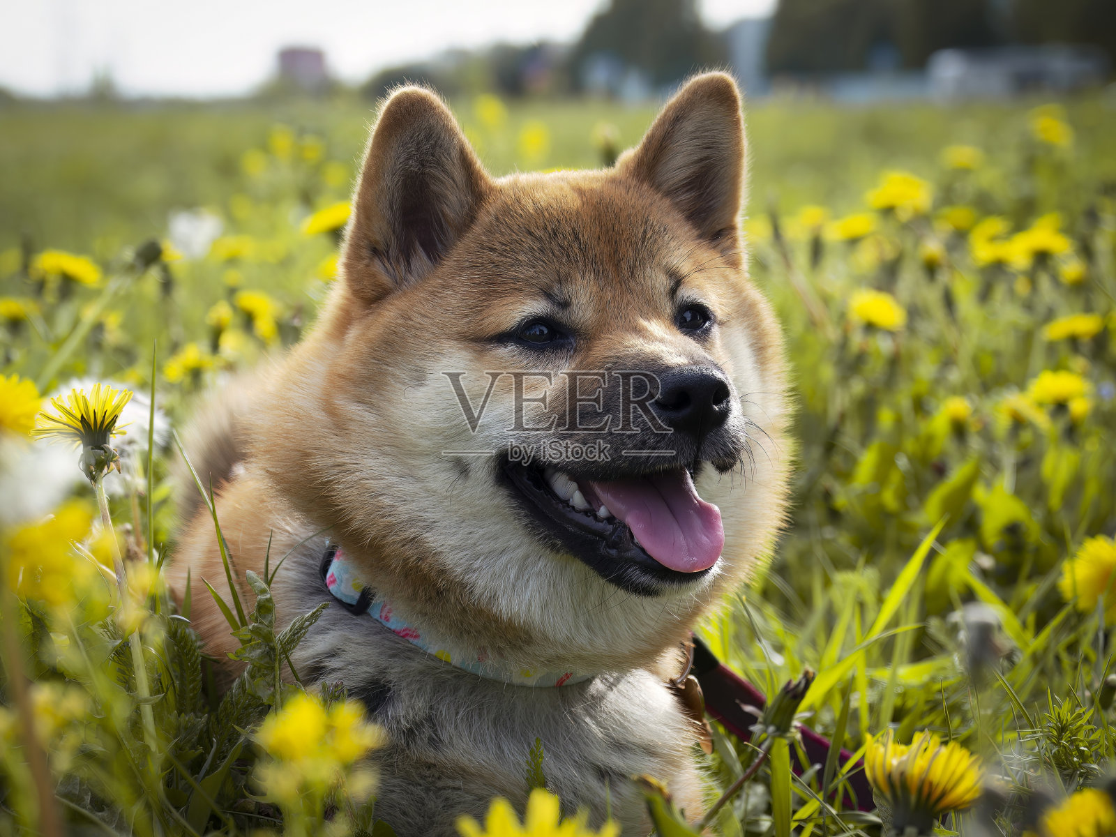 可爱的柴犬小狗的肖像。Dogecoin。红毛日本狗微笑画像。发光的颜色，加密货币，电子货币照片摄影图片