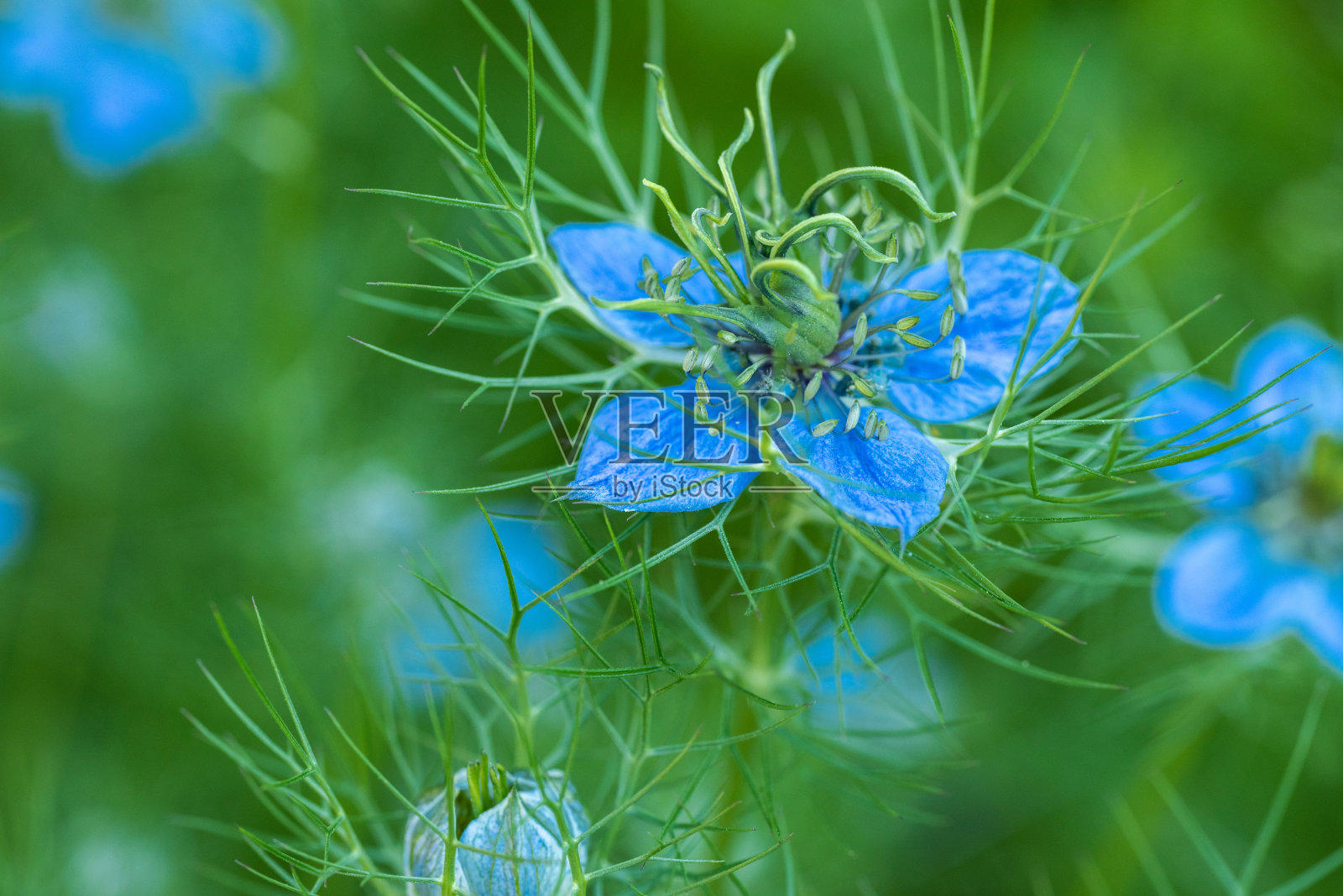 大马士革黑鬼，雾中之恋，丛林里的魔鬼。蓝色的黑草花靠近。春天的花。照片摄影图片