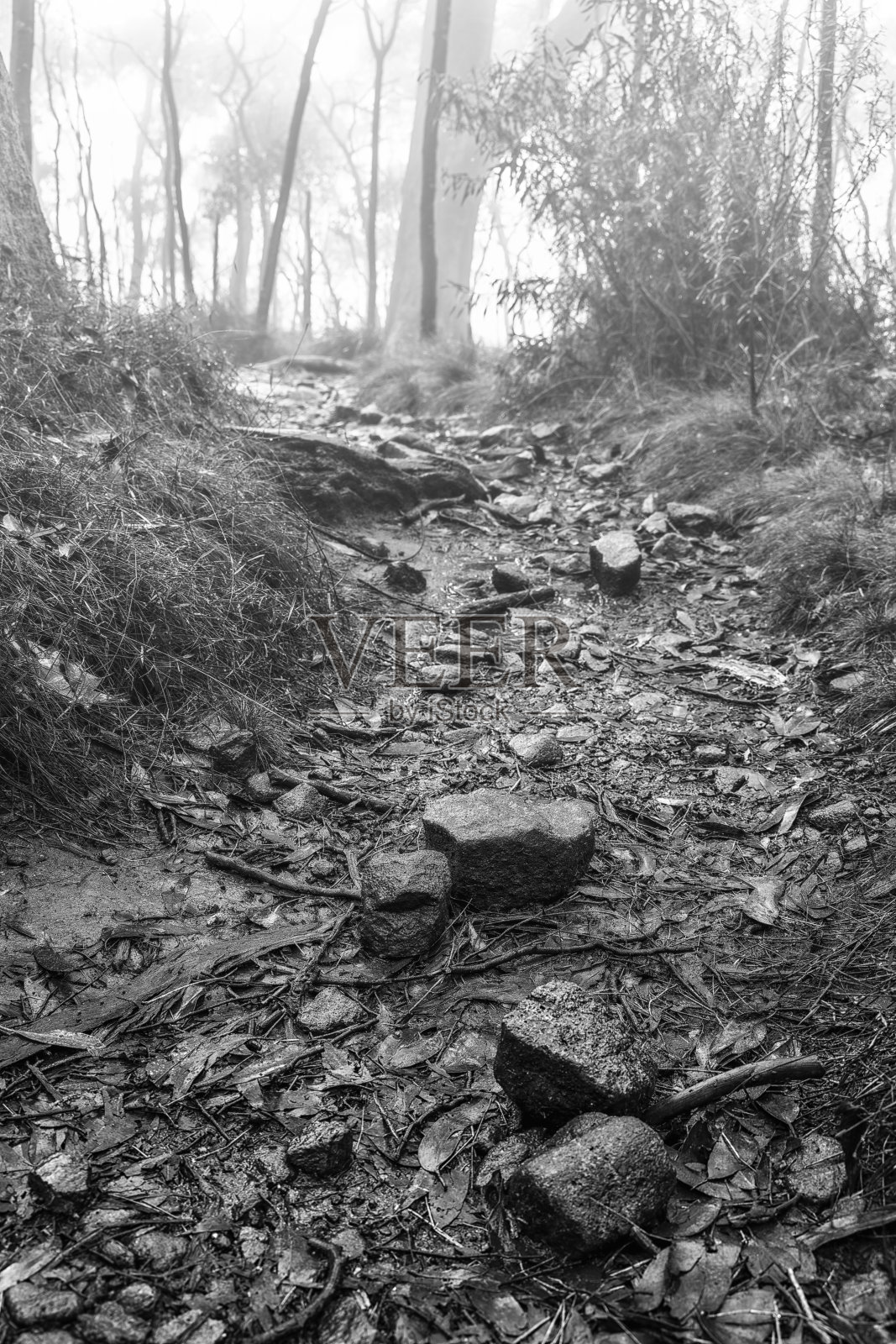 一个多云、雾蒙蒙的早晨，马其顿山的森林蜿蜒而行照片摄影图片