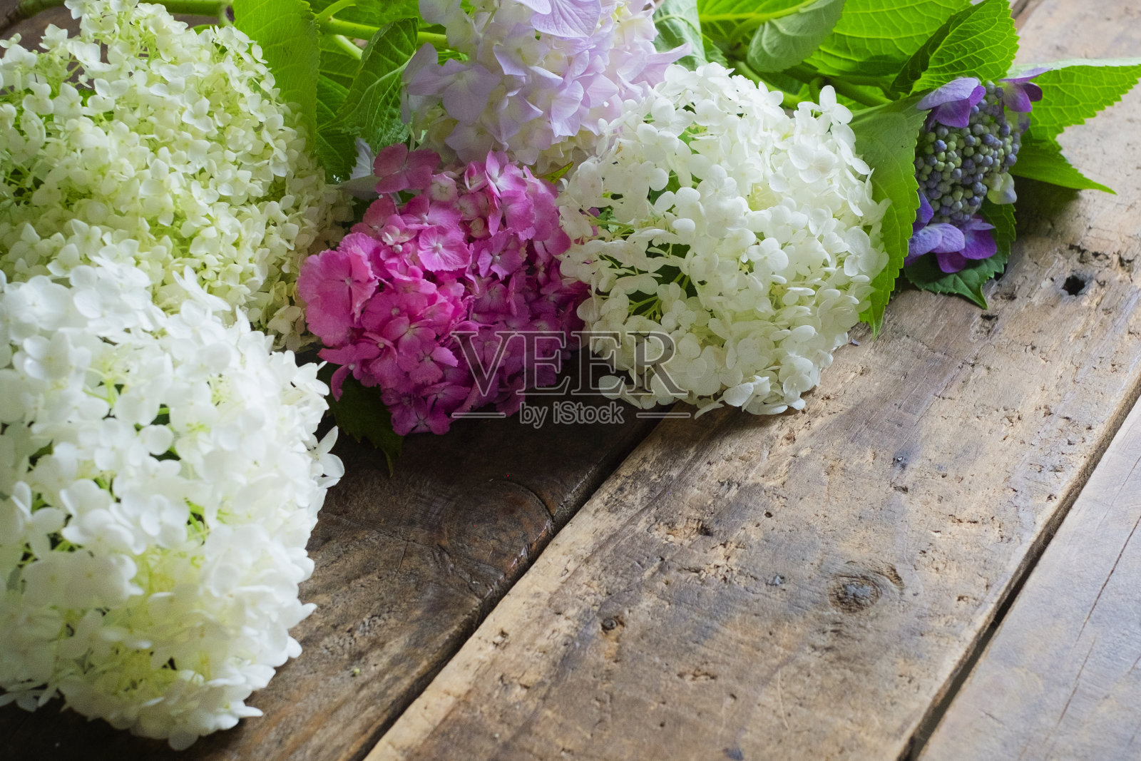 桌上的日本绣球花。照片摄影图片
