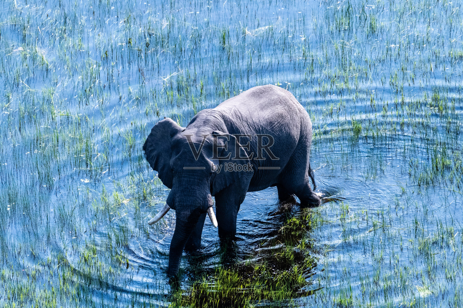 非洲象的鸟瞰图照片摄影图片