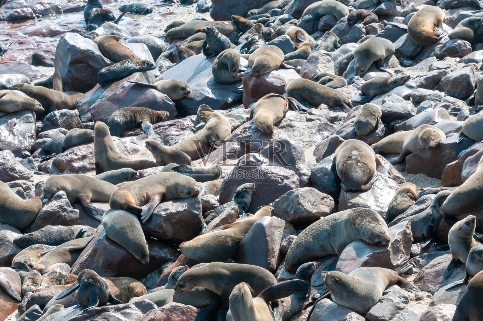 十字角的海豹照片摄影图片