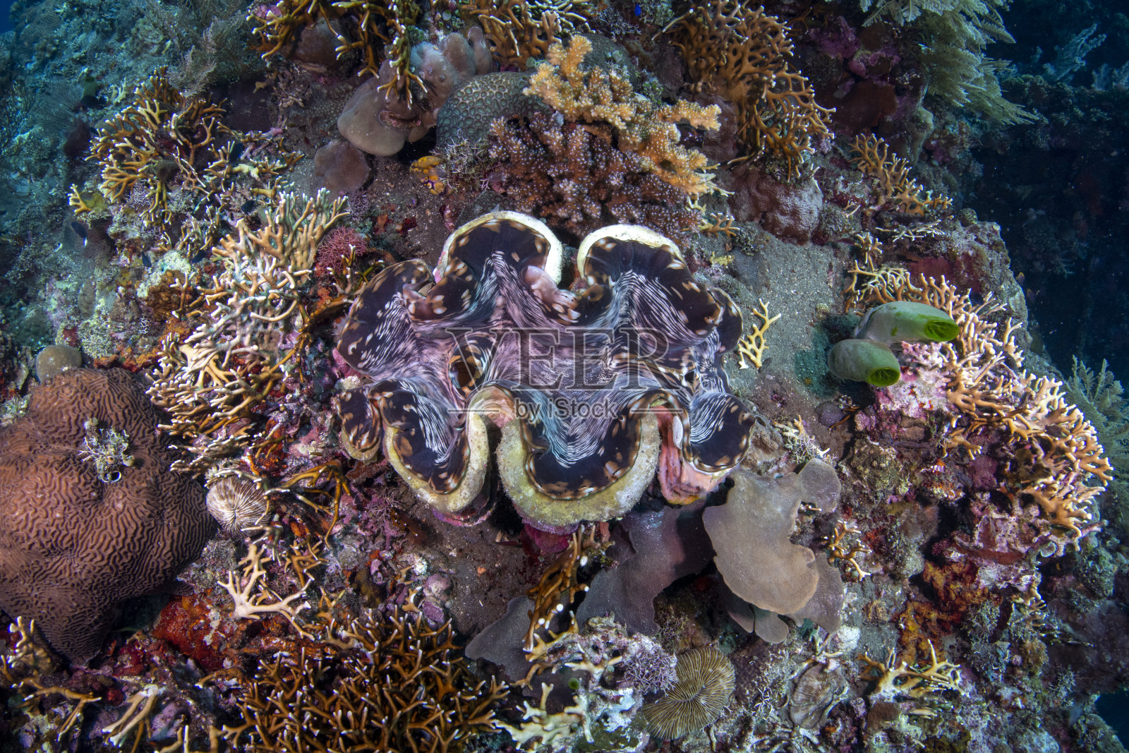 海洋动物照片摄影图片
