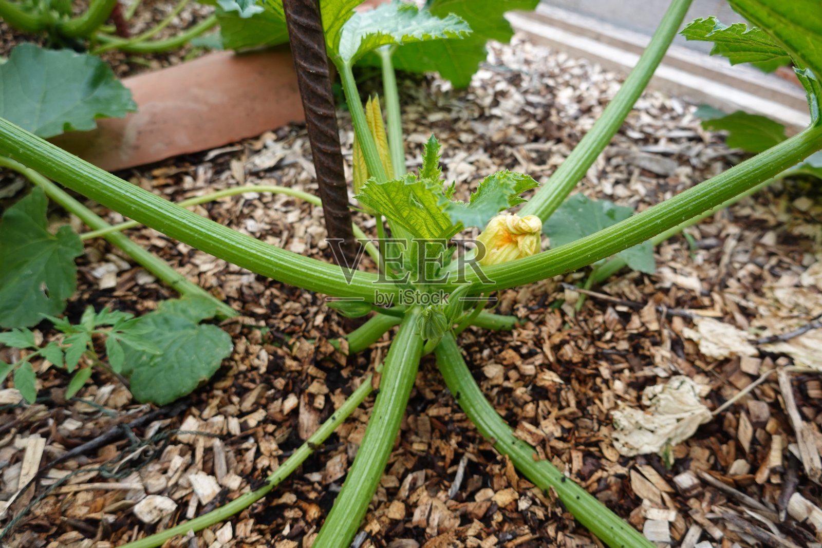 如何在城市园林中种植西葫芦，西葫芦栽培，西葫芦在园林中的生长。南瓜花照片摄影图片