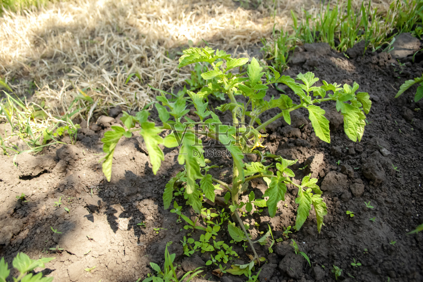 西红柿在开阔的田野里开花。低矮的西红柿绿色灌木上的黄色花朵。种西红柿——第一朵花。照片摄影图片