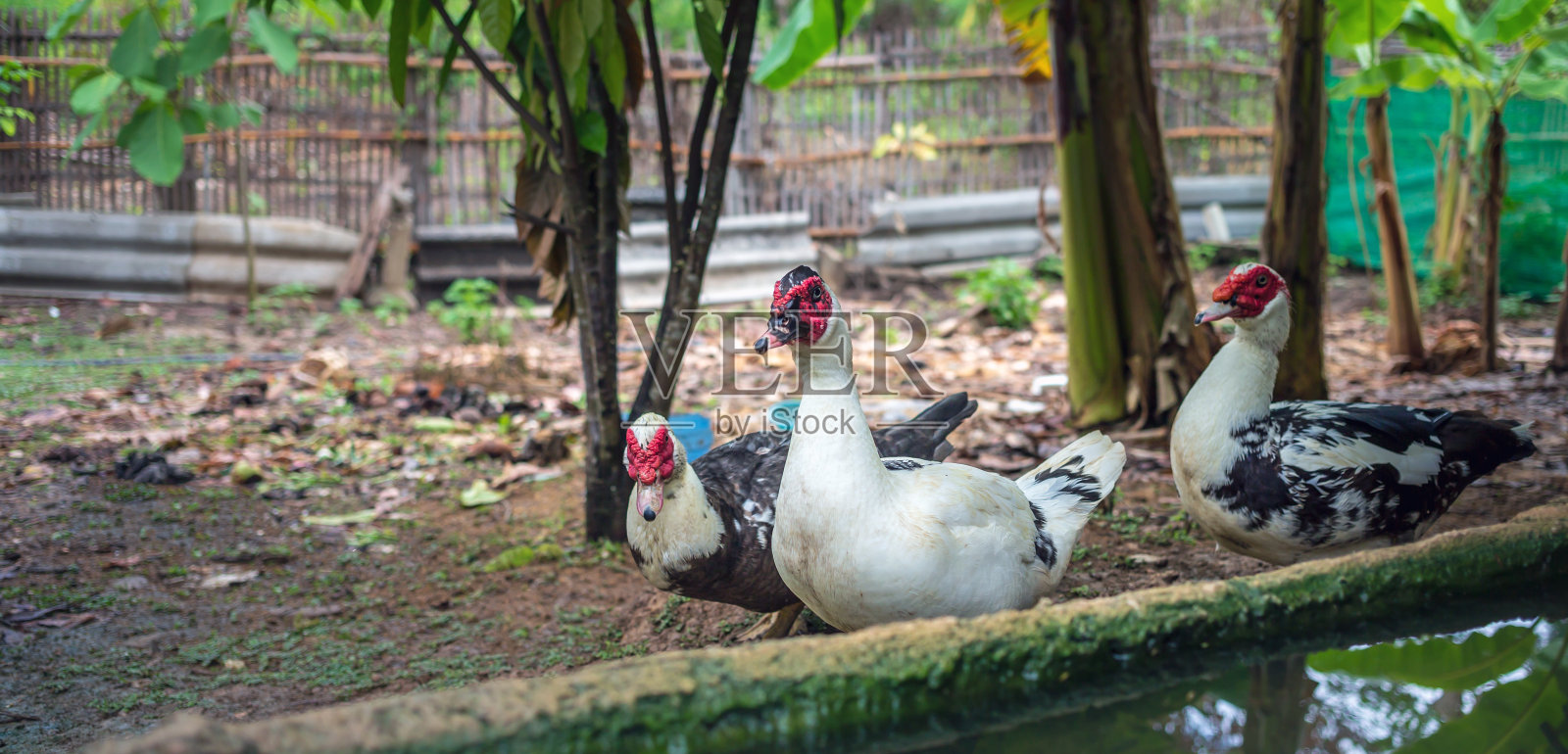 站在农场上的动物鸭或番鸭照片摄影图片