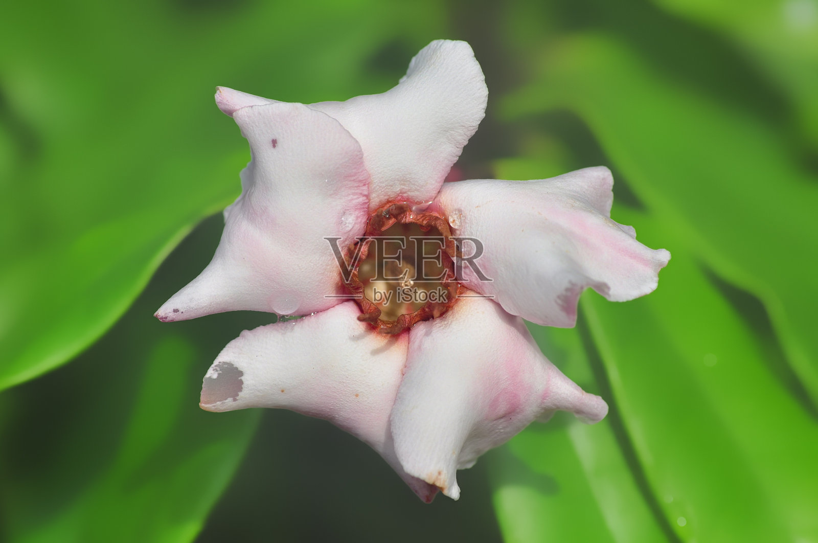 石竹，粉红色花照片摄影图片