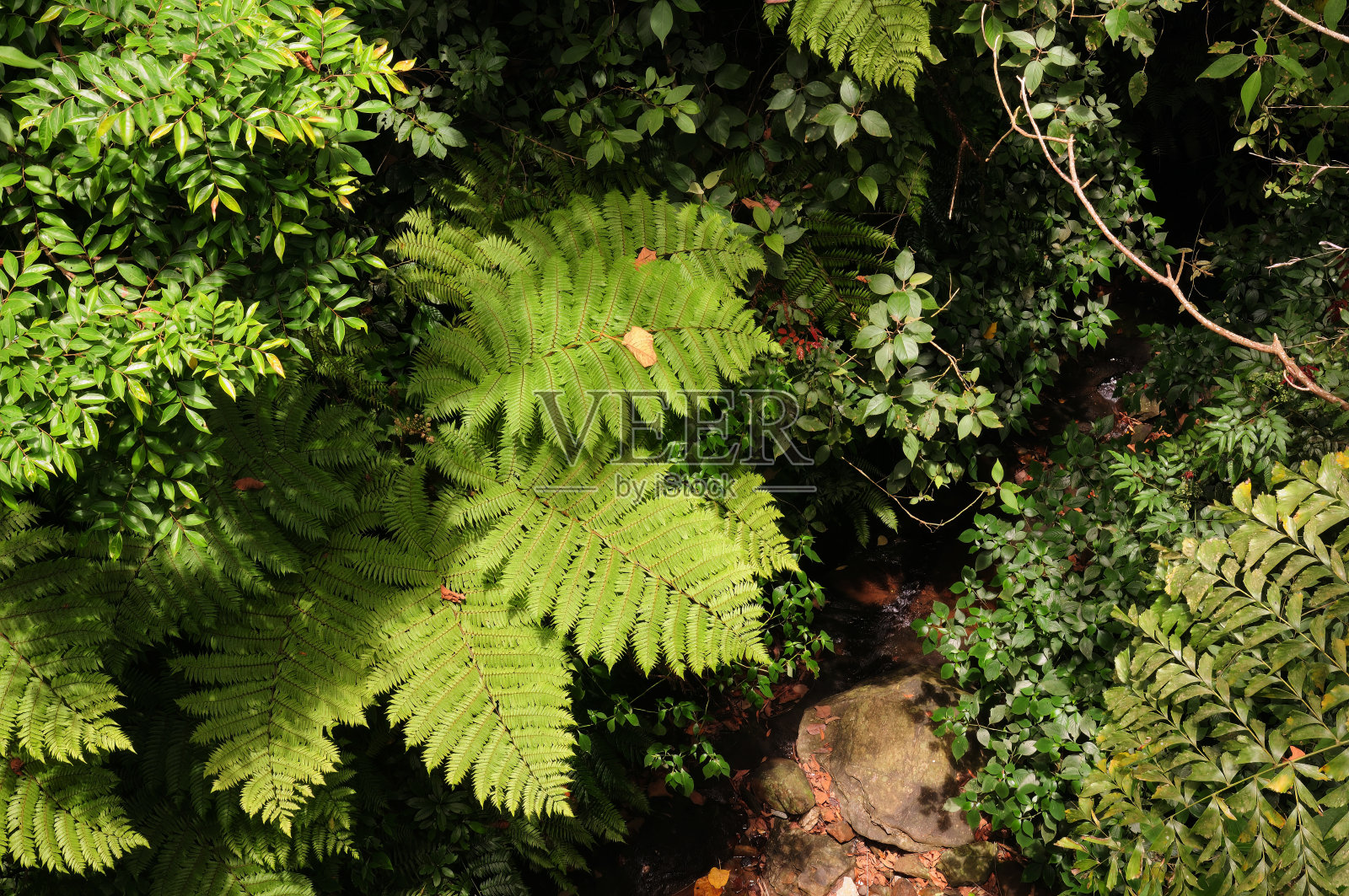 树木和森林冠层树叶的混合照片摄影图片