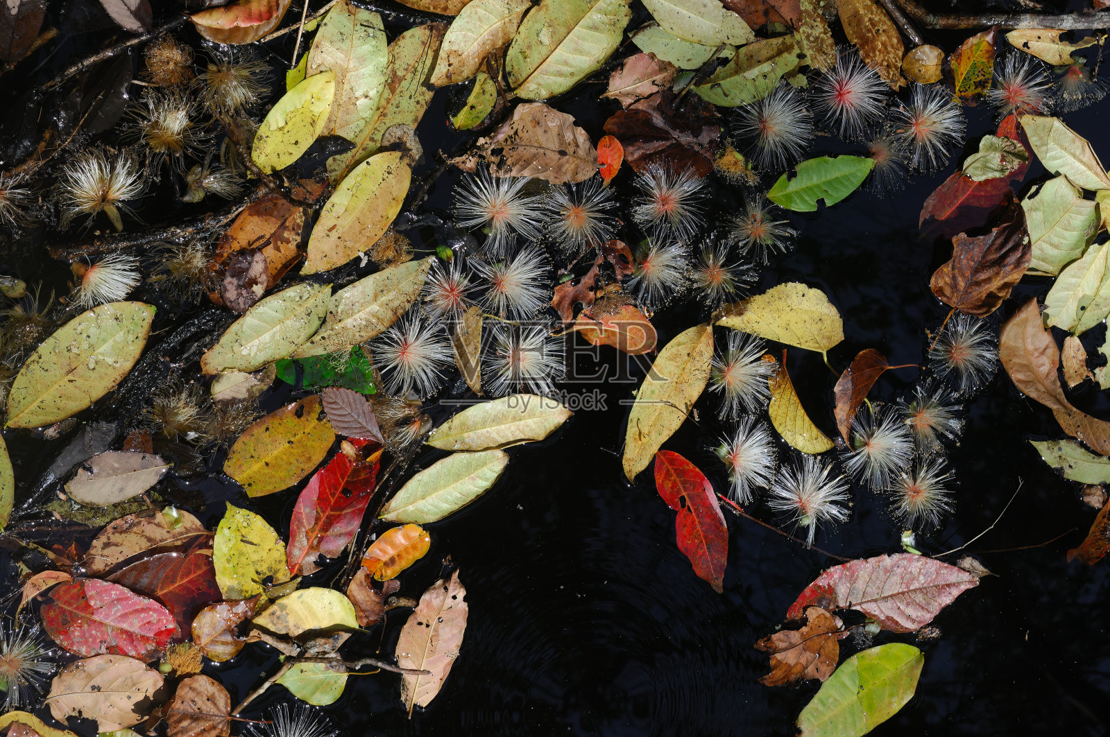 森林和森林地面的叶子照片摄影图片
