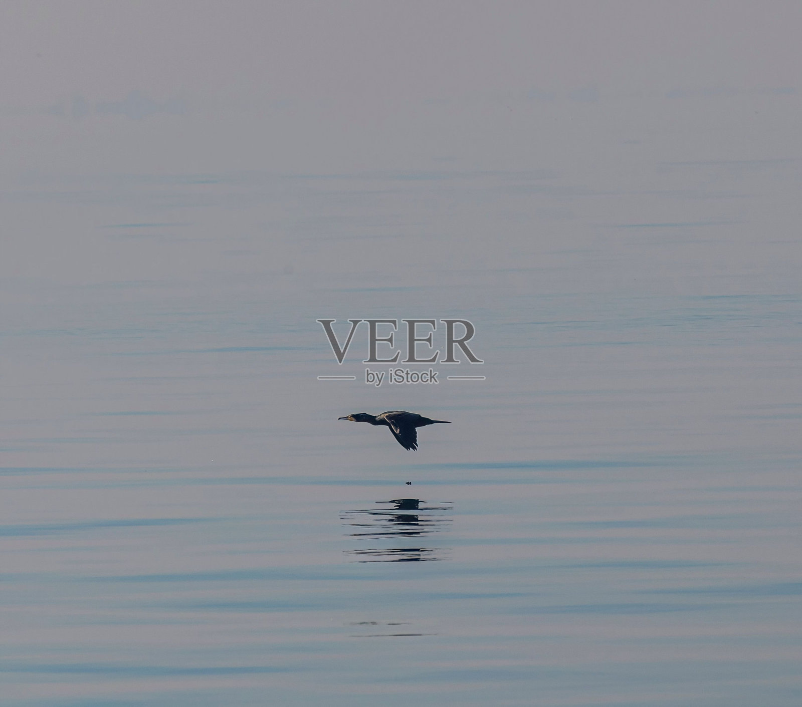 鸭子在平静的湖面上安详地漂流，它的倒影在水面上闪烁。照片摄影图片