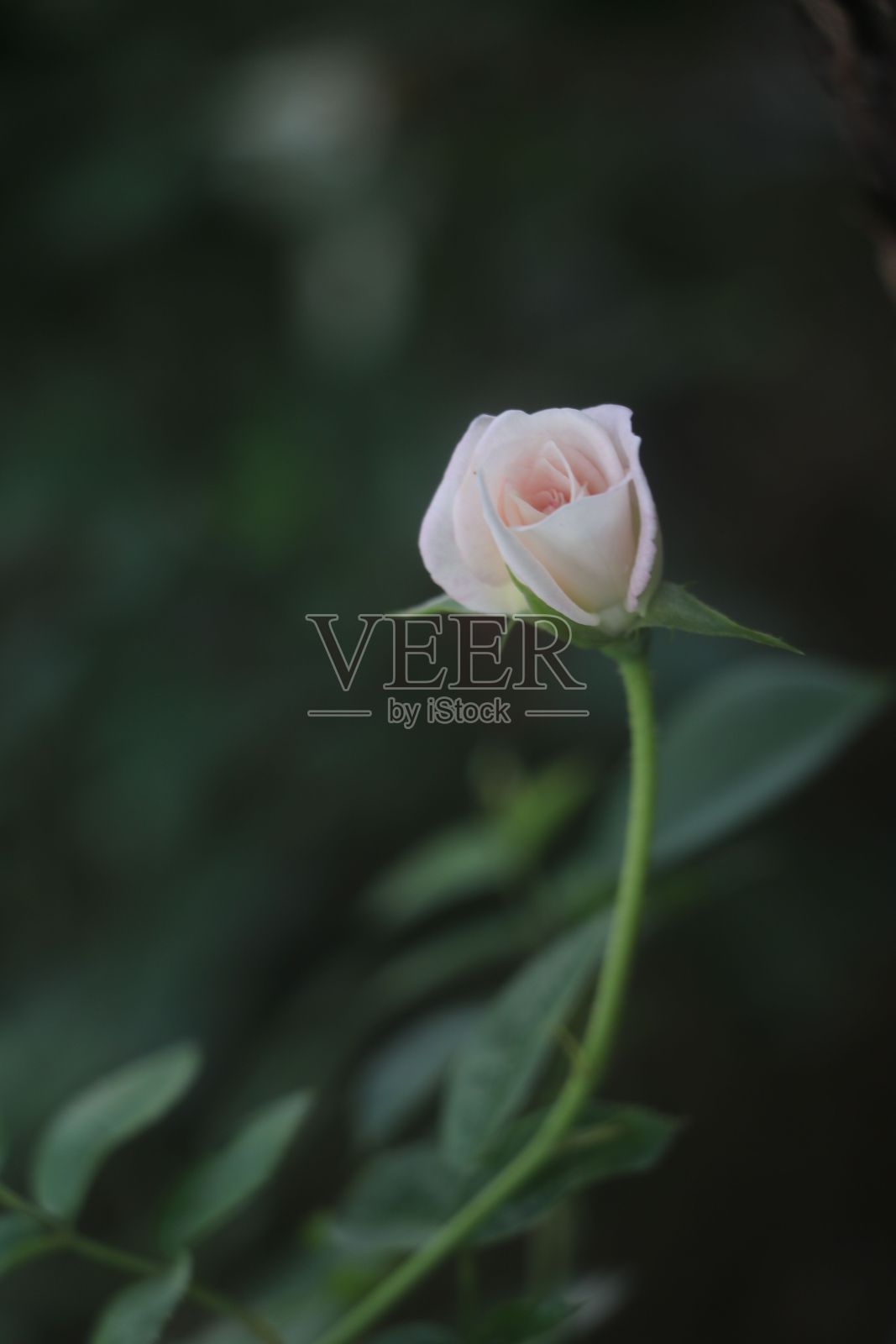 在郁郁葱葱的绿色花园中盛开的美丽玫瑰花的特写镜头照片摄影图片