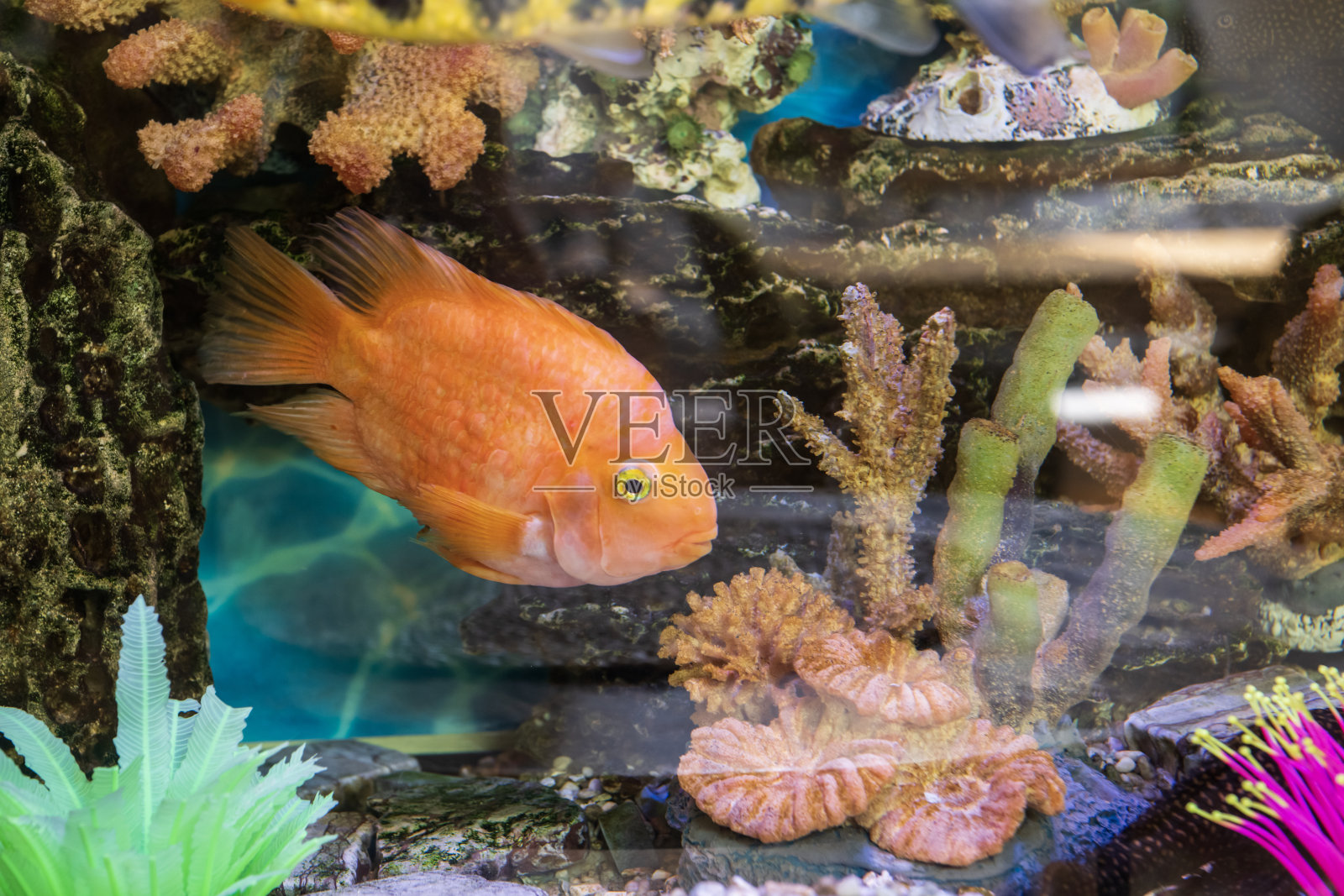 热带鱼在水族箱中与珊瑚和藻类一起游泳照片摄影图片