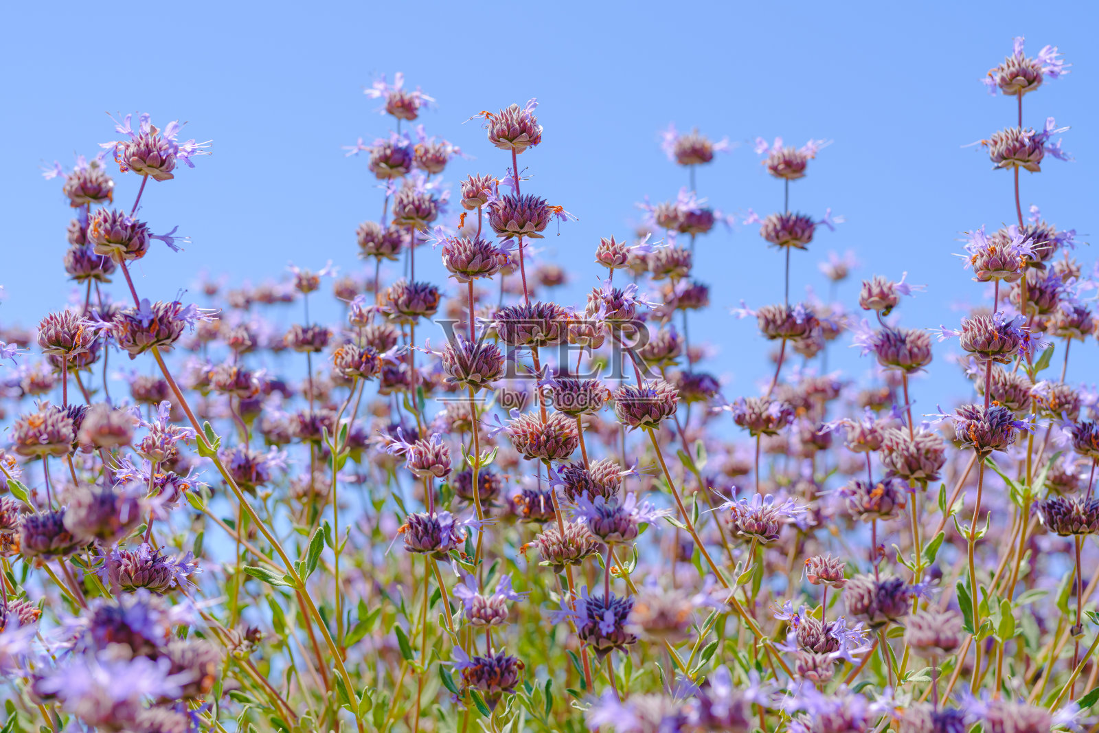 克利夫兰鼠尾草，克利夫兰鼠尾草，美丽，高度芳香的鼠尾草品种，原产于加利福尼亚，特写与清澈的蓝天照片摄影图片
