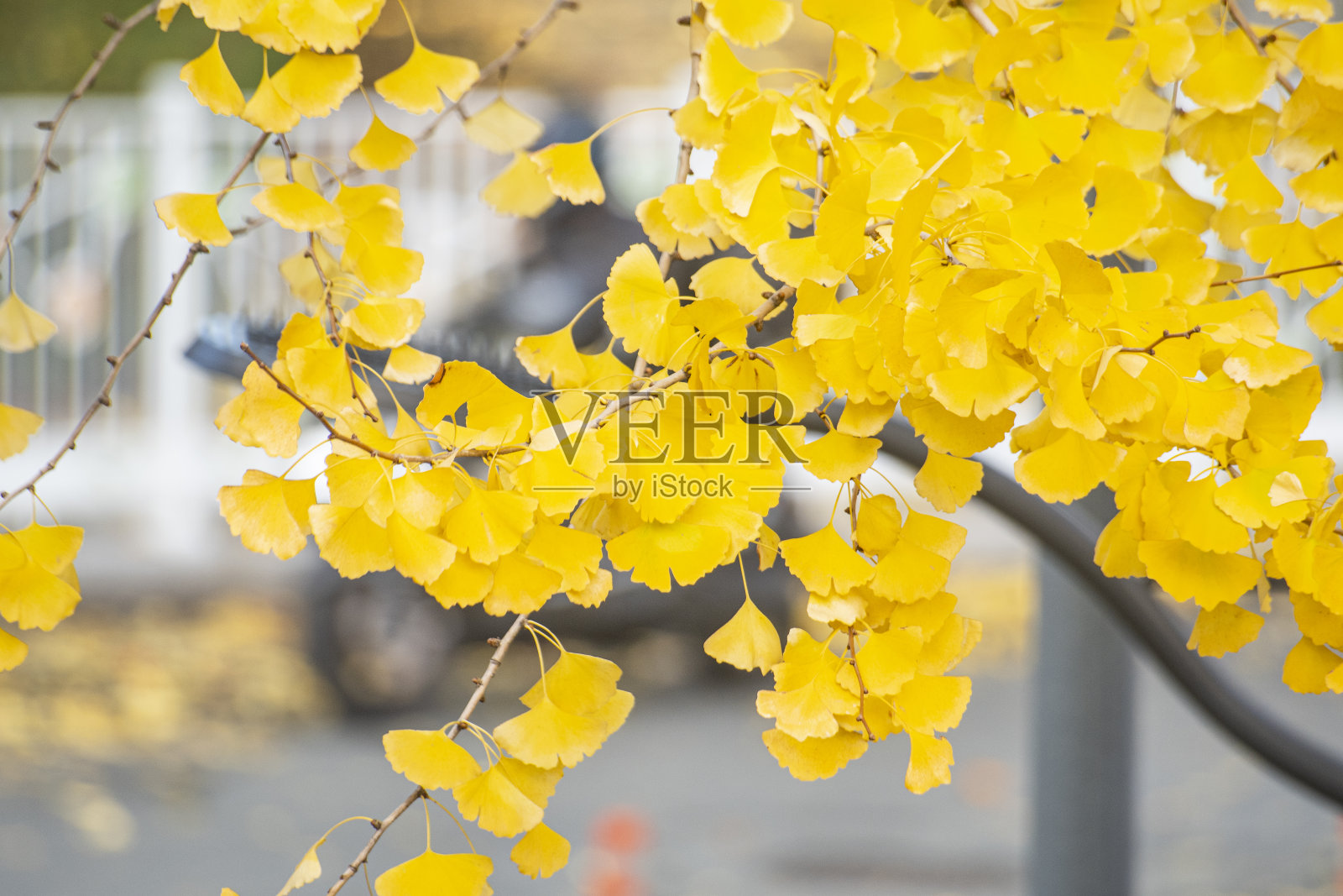 五彩缤纷的秋叶意象照片摄影图片