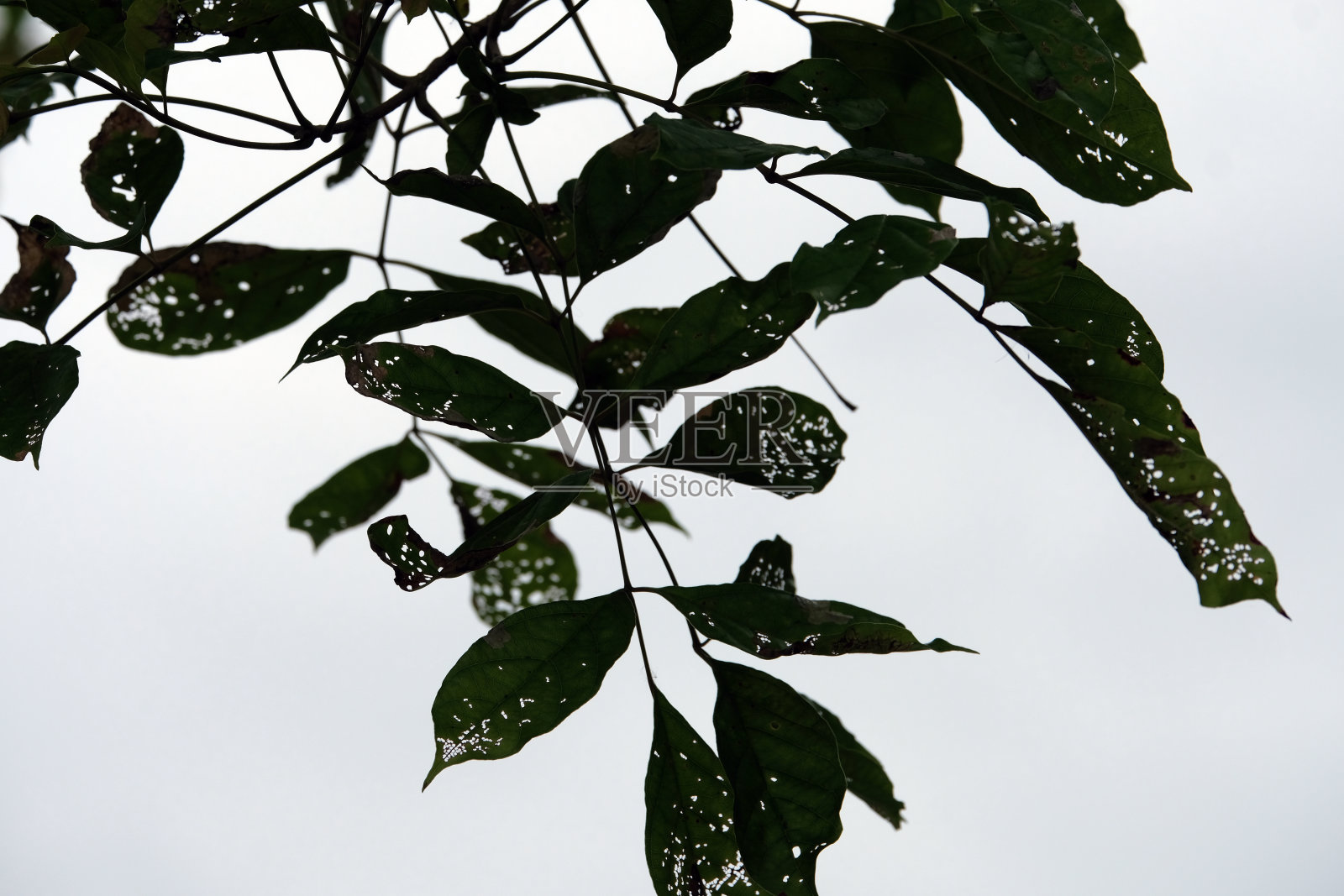 绿色公园里树的影子照片摄影图片