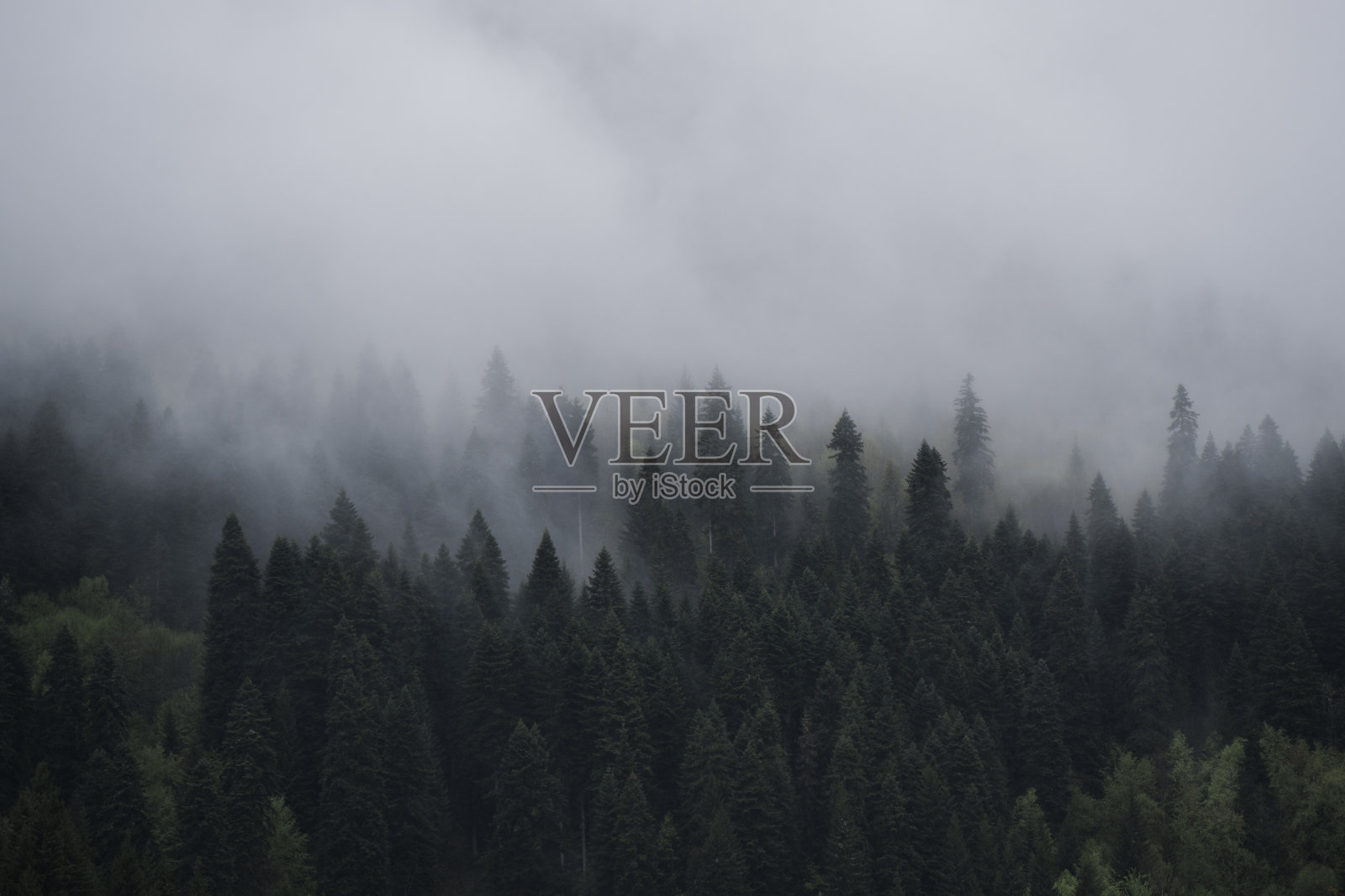 雨后松树被薄雾覆盖照片摄影图片