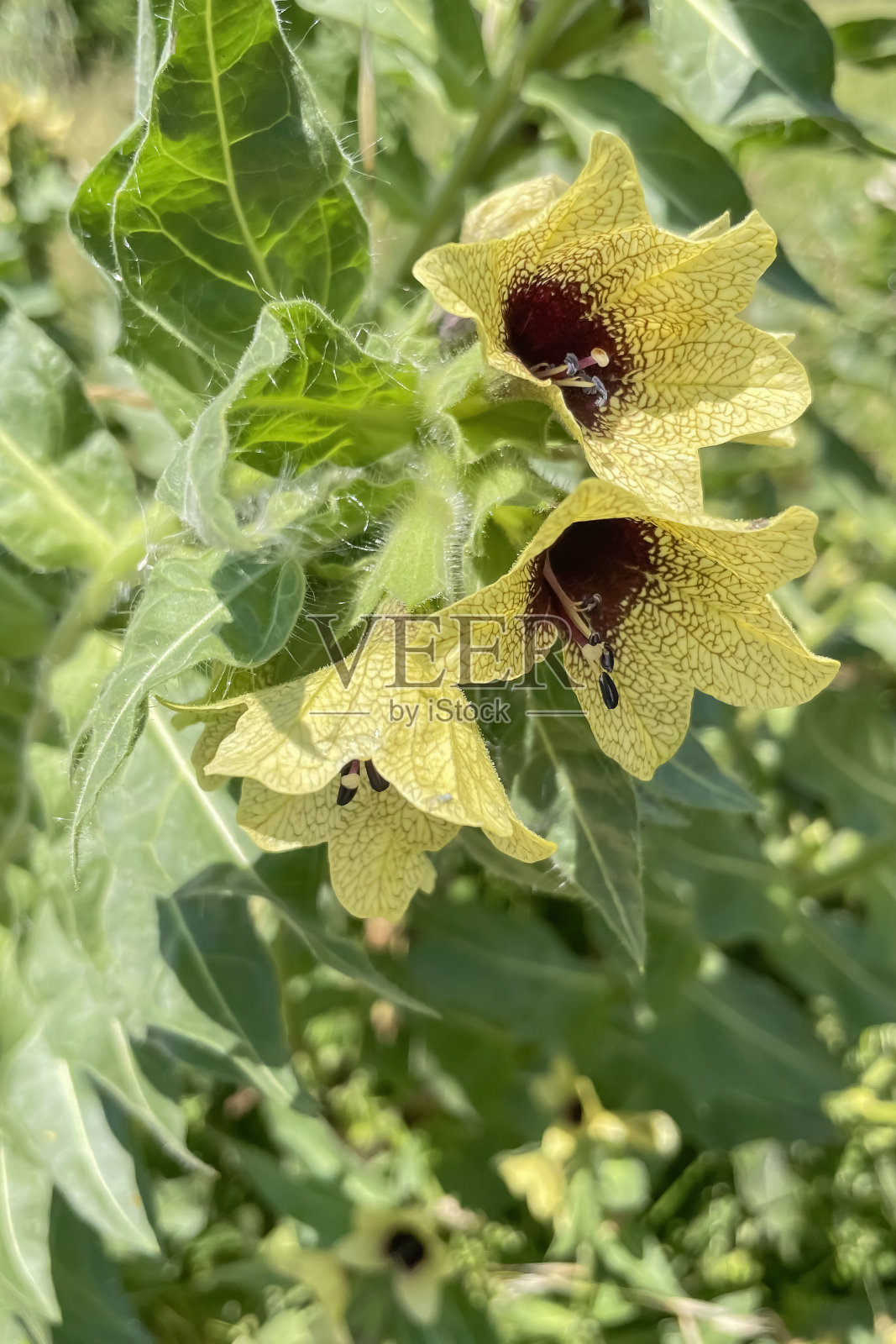 Henbanes是自然界中的植物和花卉照片摄影图片