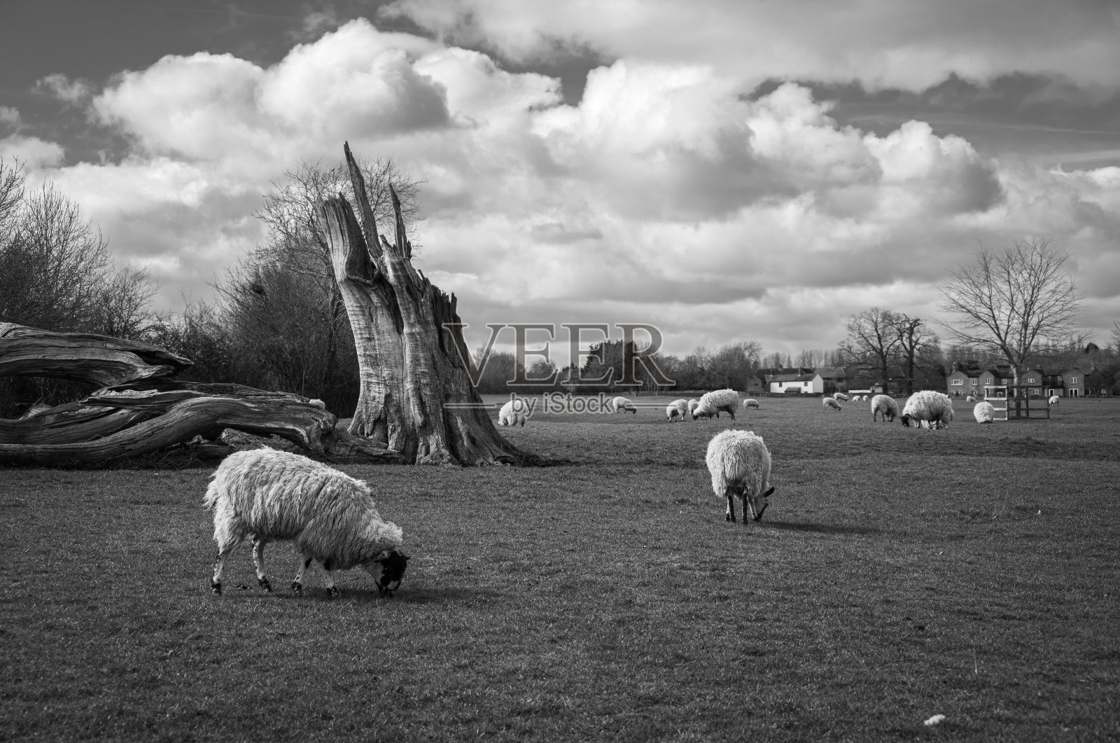 早春放牧的羊-单色照片摄影图片