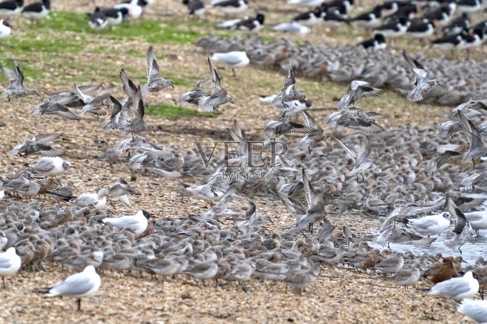 斯奈提沙姆壮观，在涨潮时，涉水者在斯奈提沙姆的泻湖旁。照片摄影图片