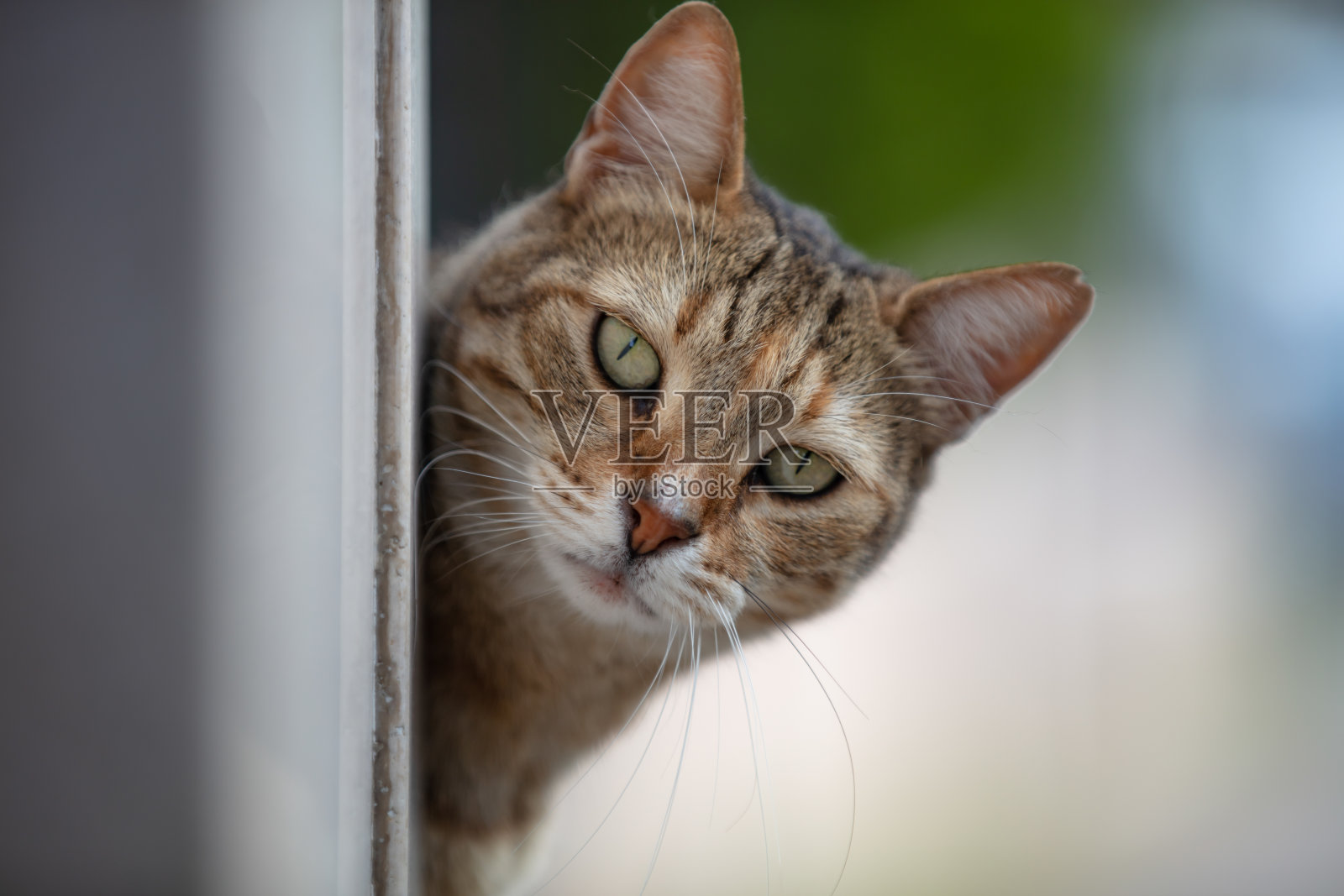 多色流浪猫。照片摄影图片