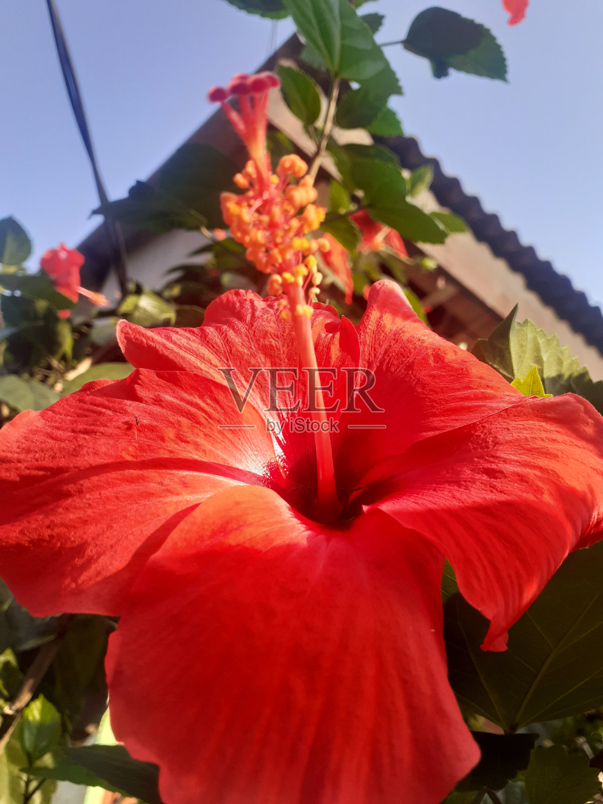 鲜红盛开的芙蓉花照片摄影图片