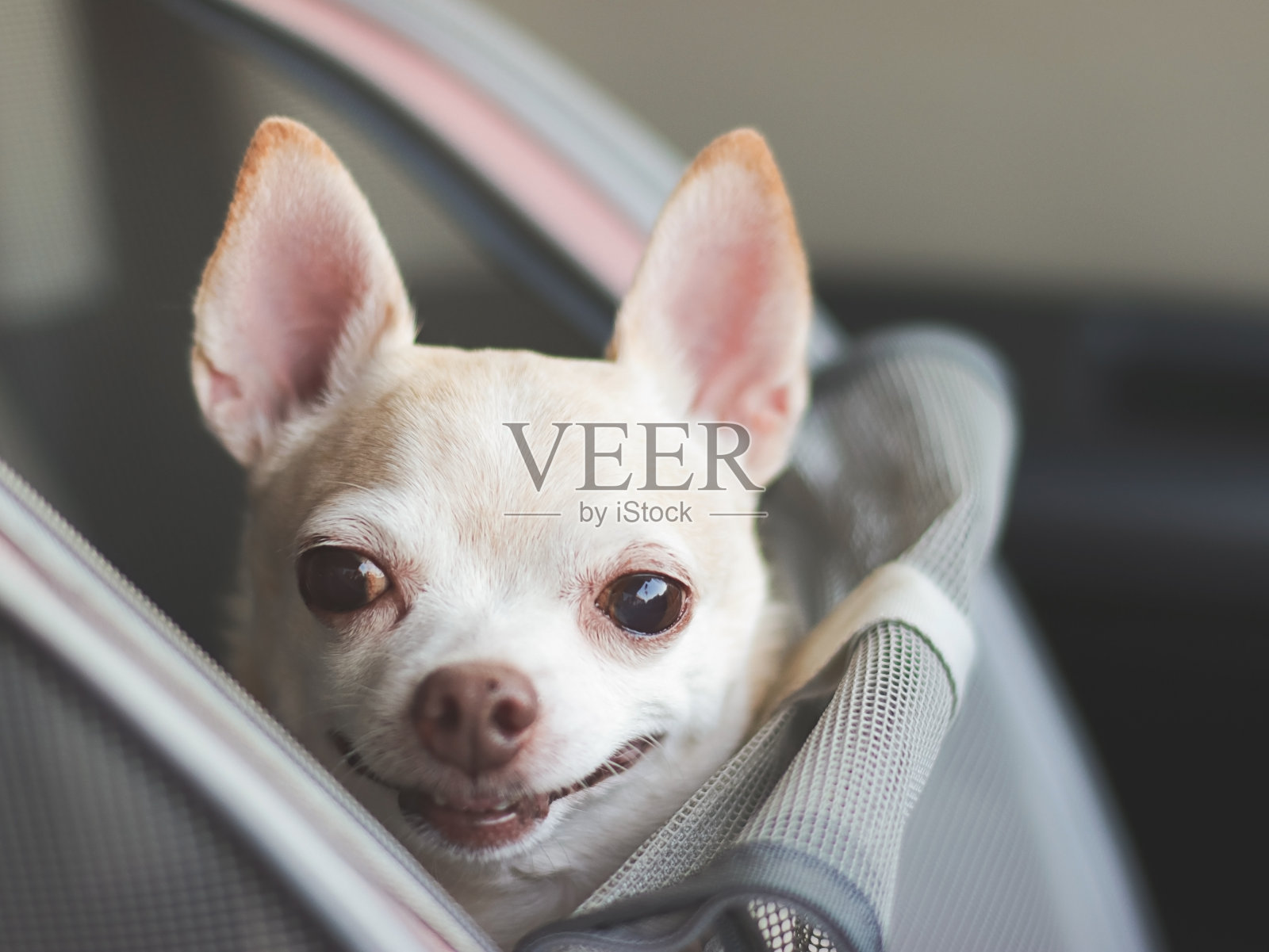 快乐的棕色短毛吉娃娃狗站在宠物背包，打开窗户在汽车座椅上。带宠物安全旅行的理念。照片摄影图片