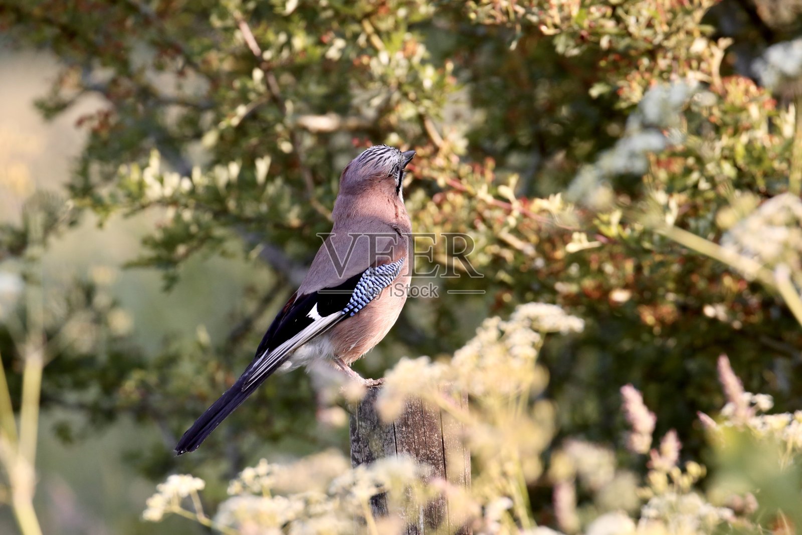 欧亚杰照片摄影图片