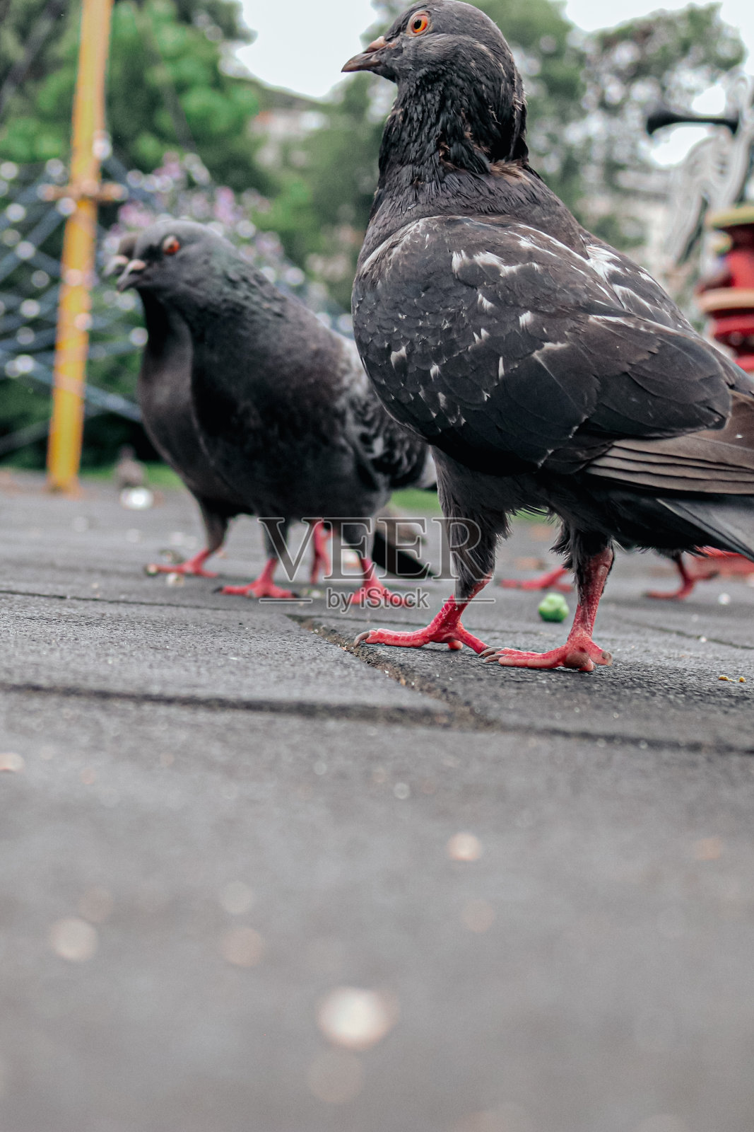 鸽子2照片摄影图片