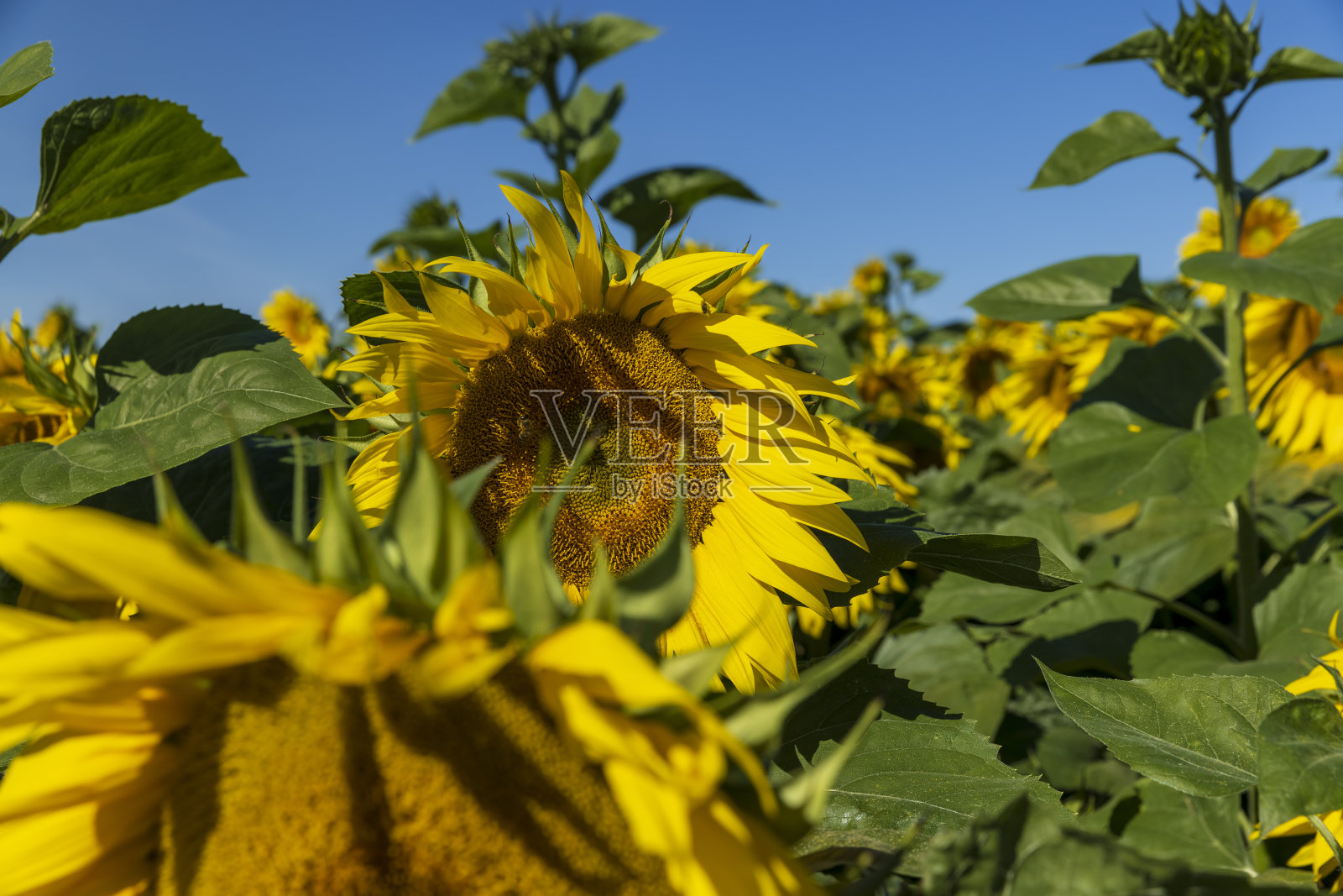 夏天盛开着美丽的黄色向日葵照片摄影图片