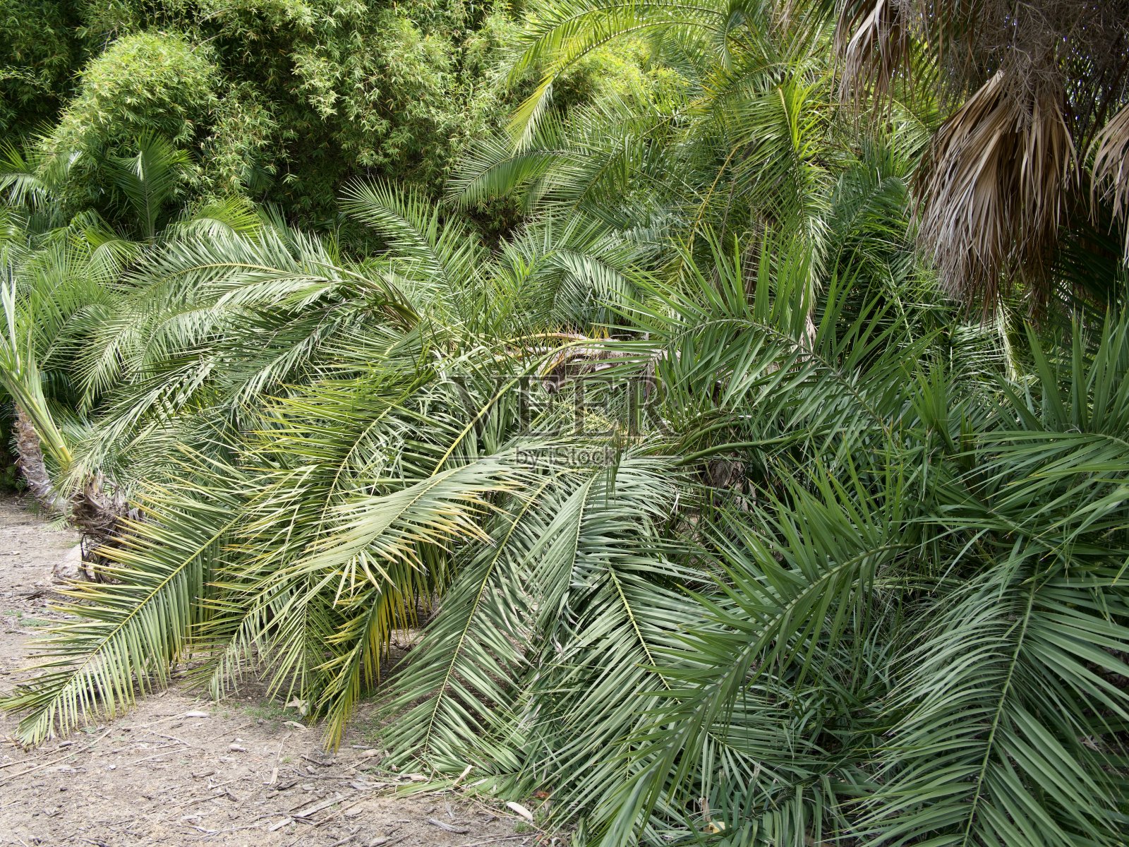 棕榈树树枝照片摄影图片