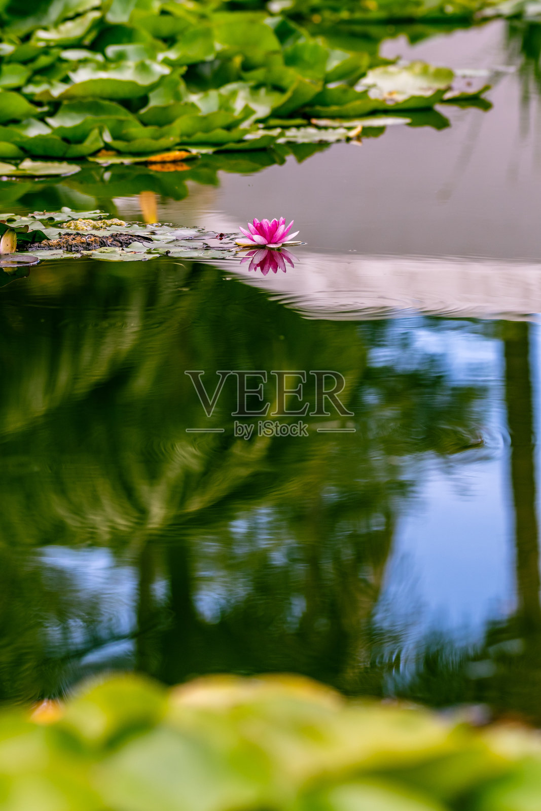 莲属莲科植物。照片摄影图片