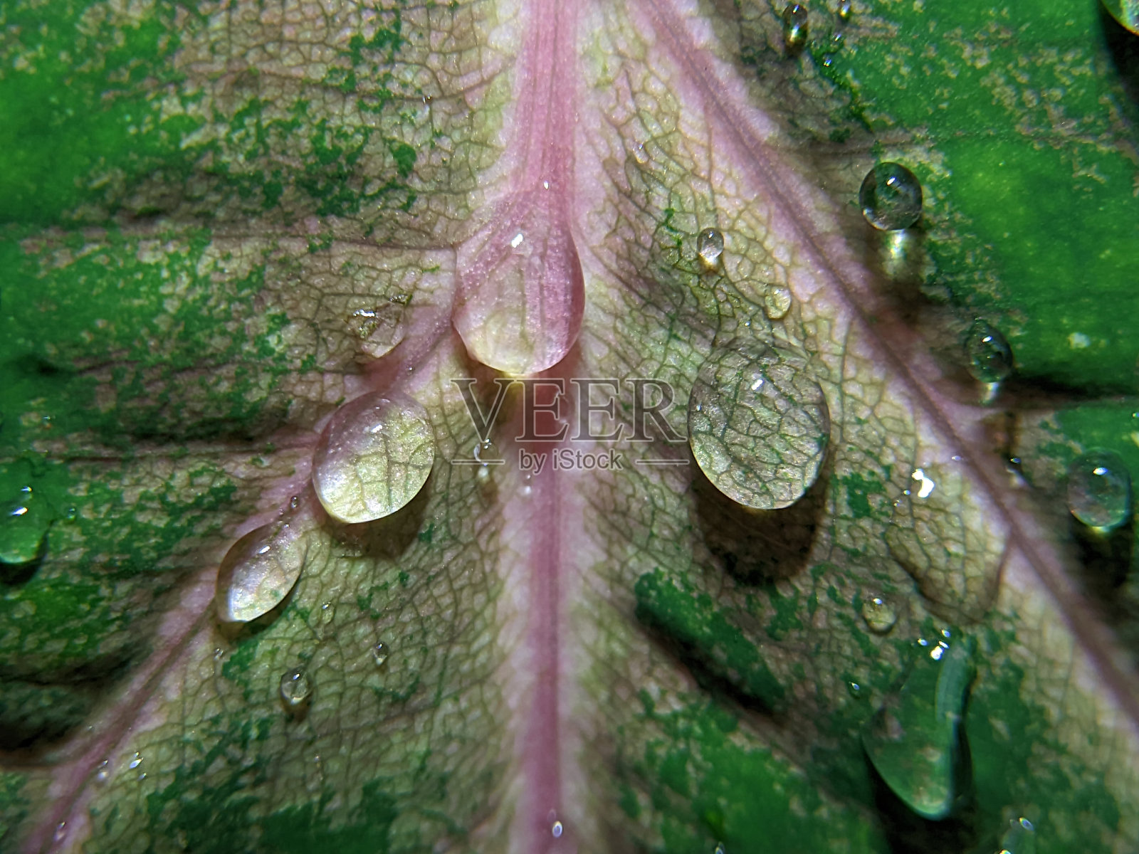 微距摄影的美丽有光泽的叶子表面与露珠大雨后闪闪发光照片摄影图片