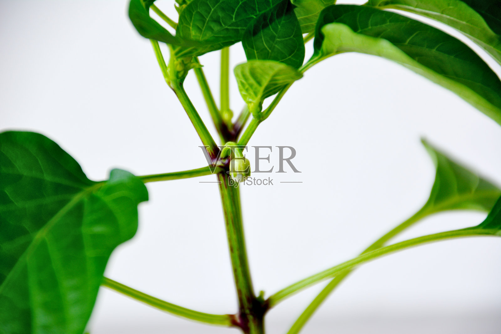 花椒植株的芽在茎上孤立，近距离照片摄影图片