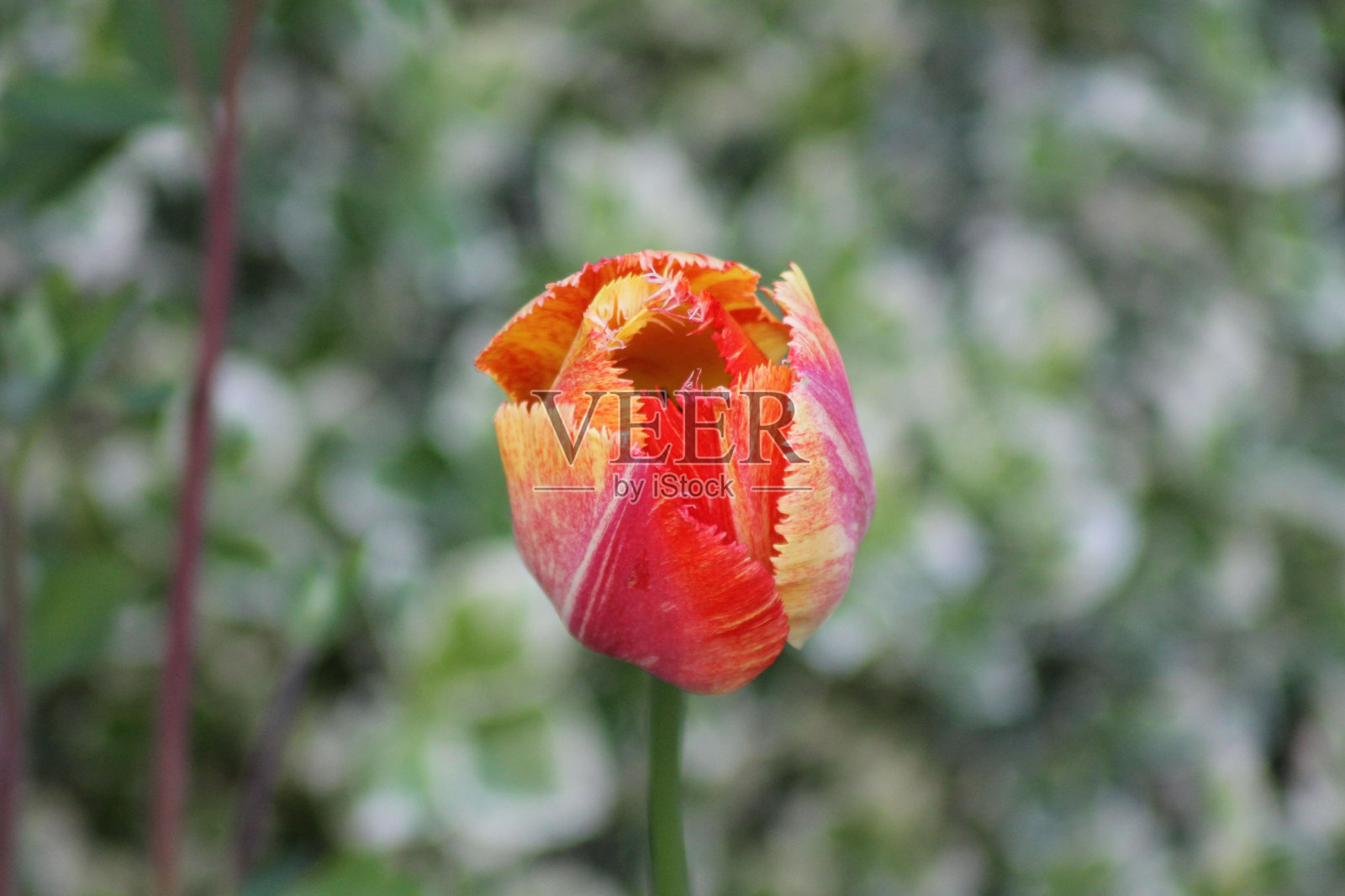 生机勃勃的红色和橙色花朵在郁郁葱葱的花园中盛开照片摄影图片