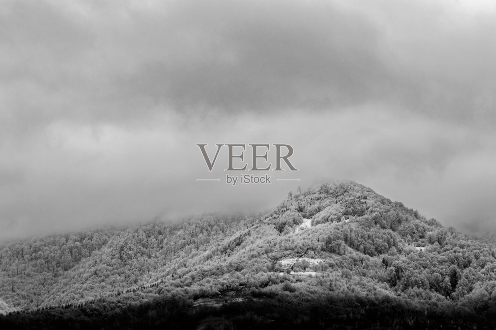 黑白相间的冬季景观，以白雪覆盖的树木为背景照片摄影图片